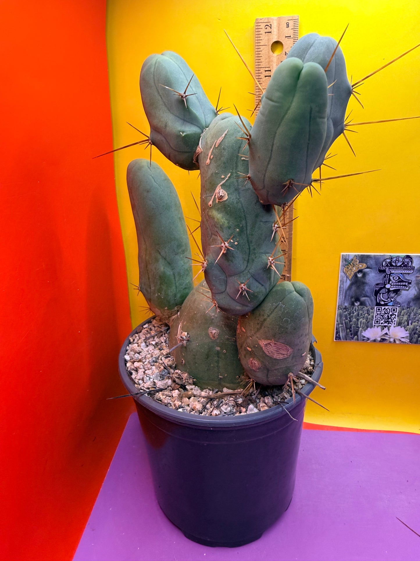 HUGE MAIN SECTION ! Strong thick TBM Stand