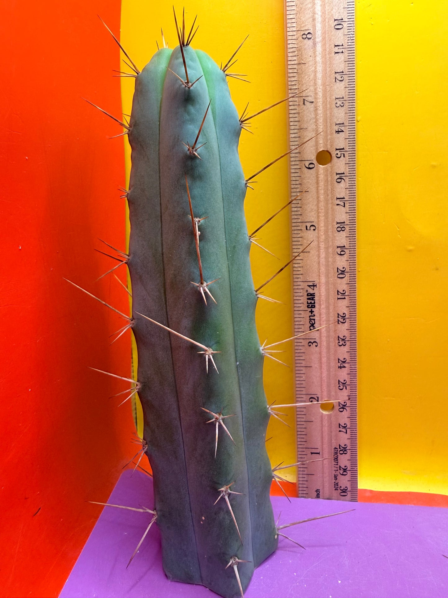 “MINI ME” trichocereus bridgesii