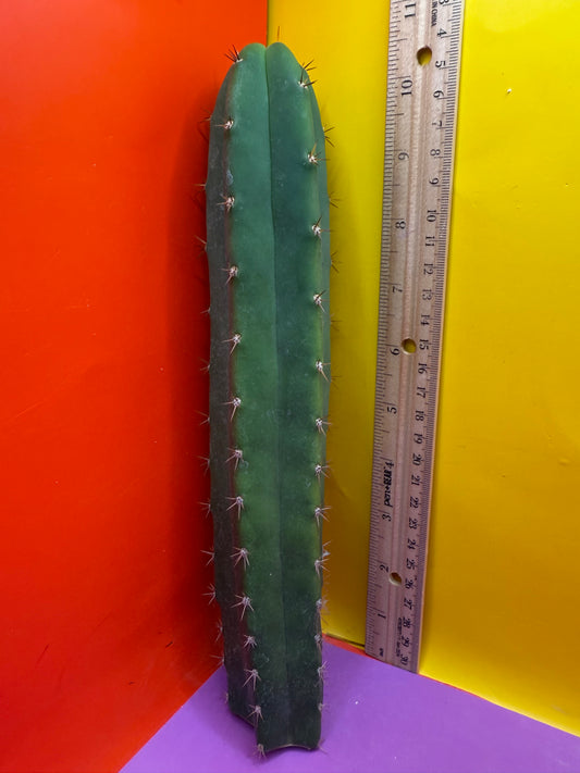 CAHUILLA OP this exact cactus  !