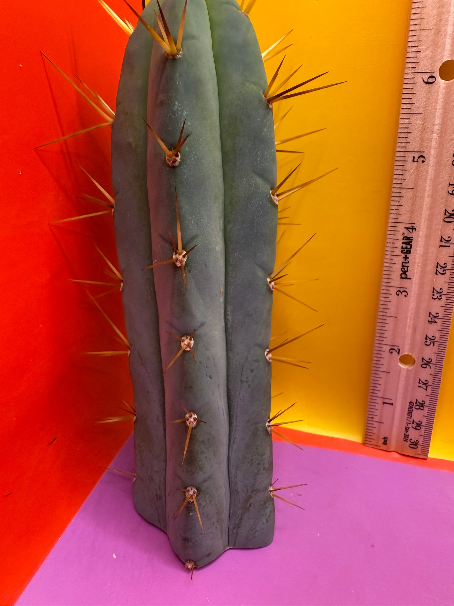 “Son of Ron” flawless tip cutting