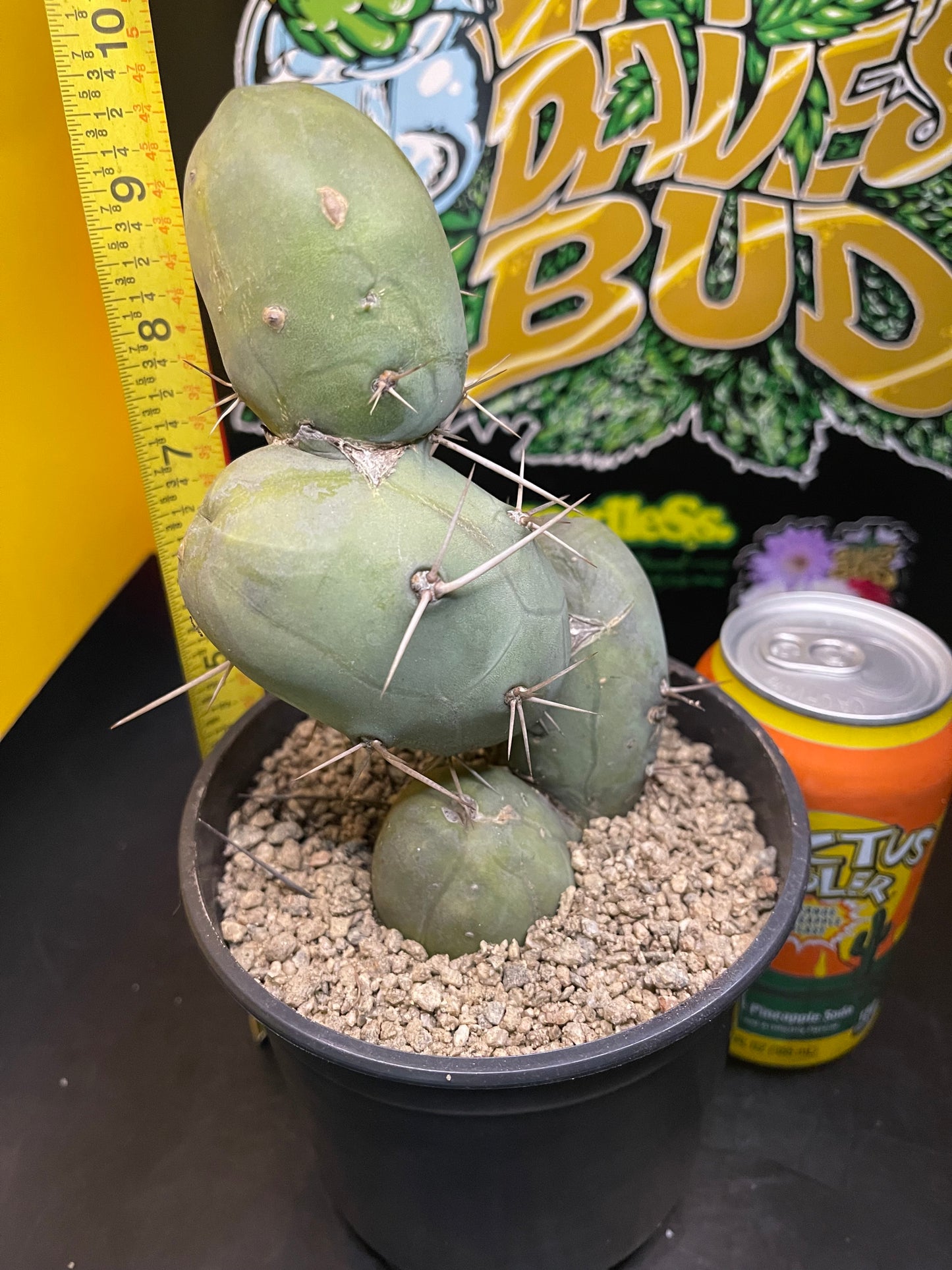 PENISCACTUS !!