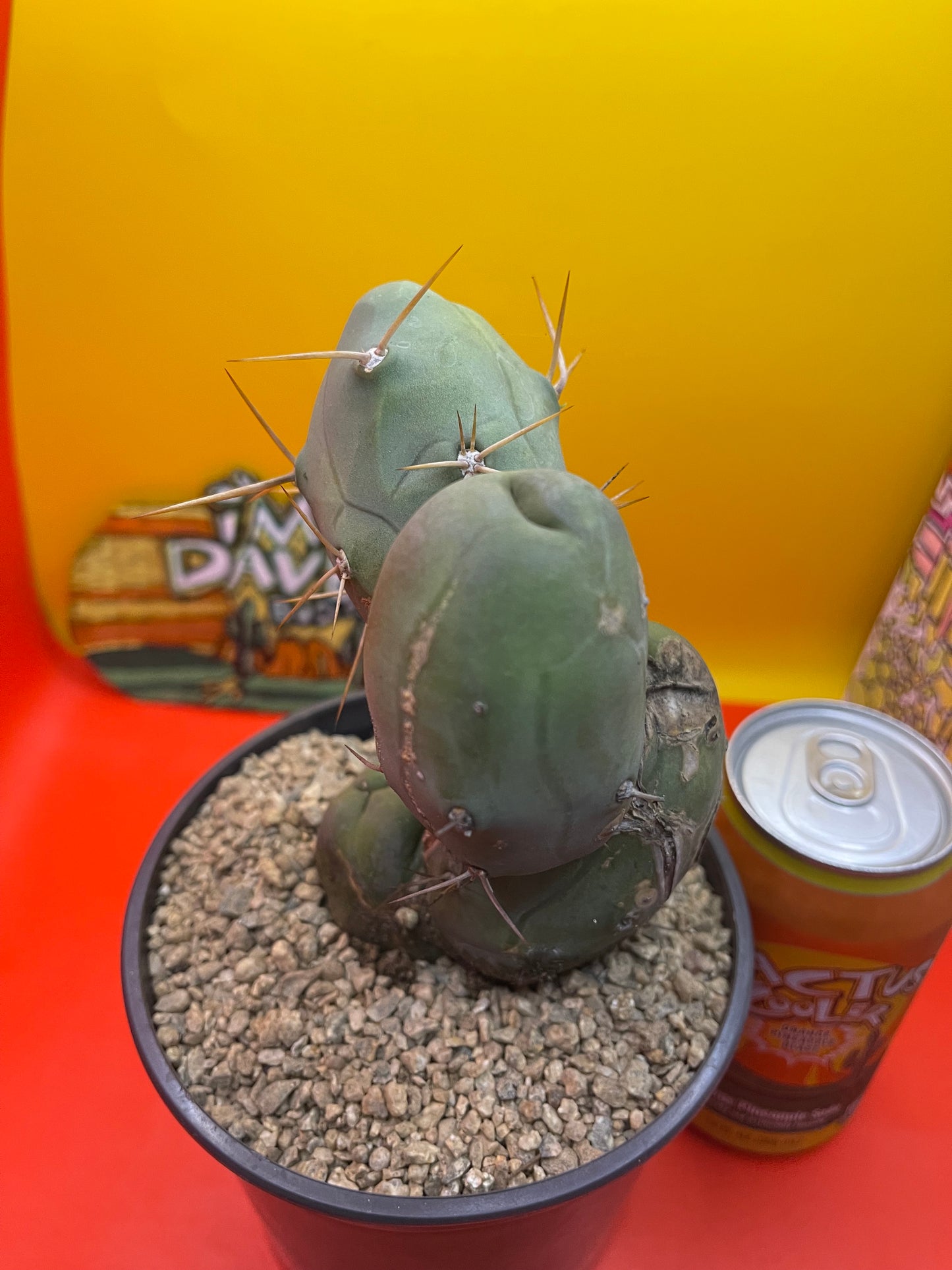 TBM CACTUS