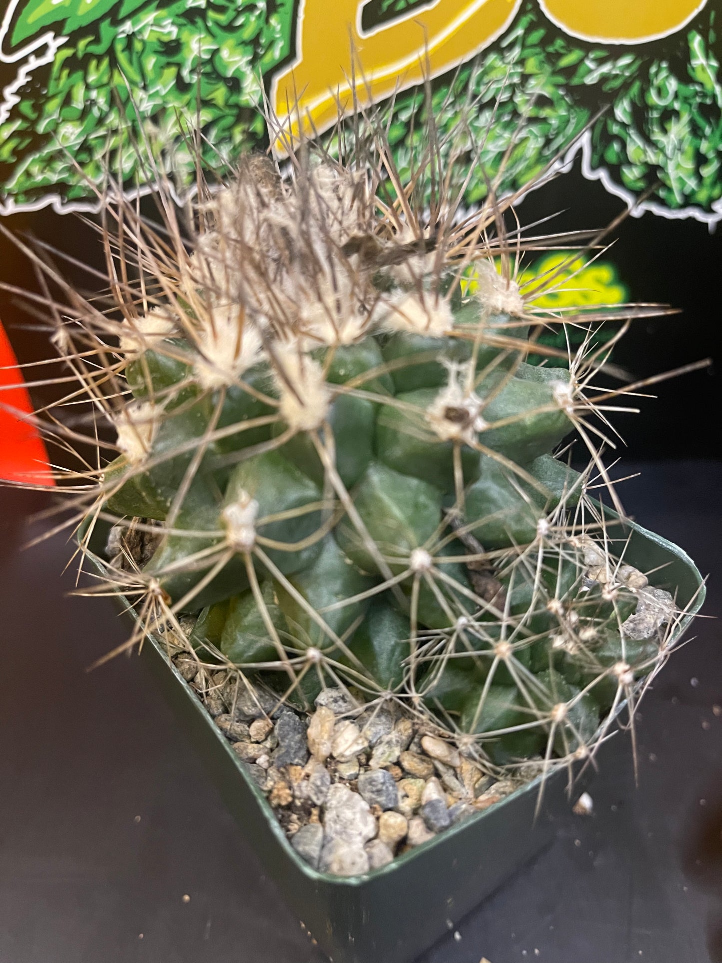 FAT copiapoa paposoensis with pup !