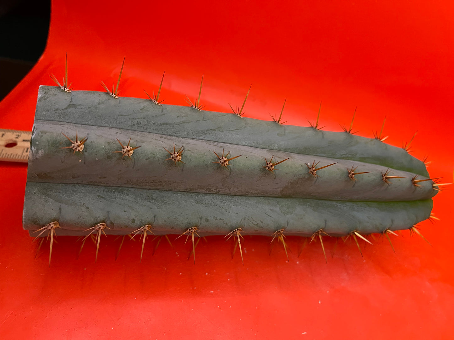 Trichocereus