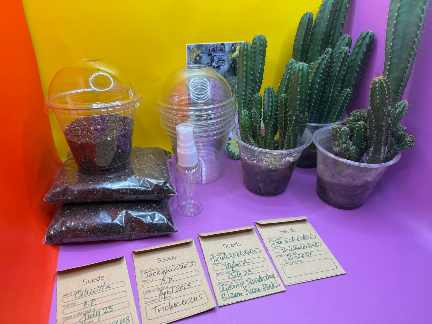 San Pedro Cactus Seed growing KIT !!!