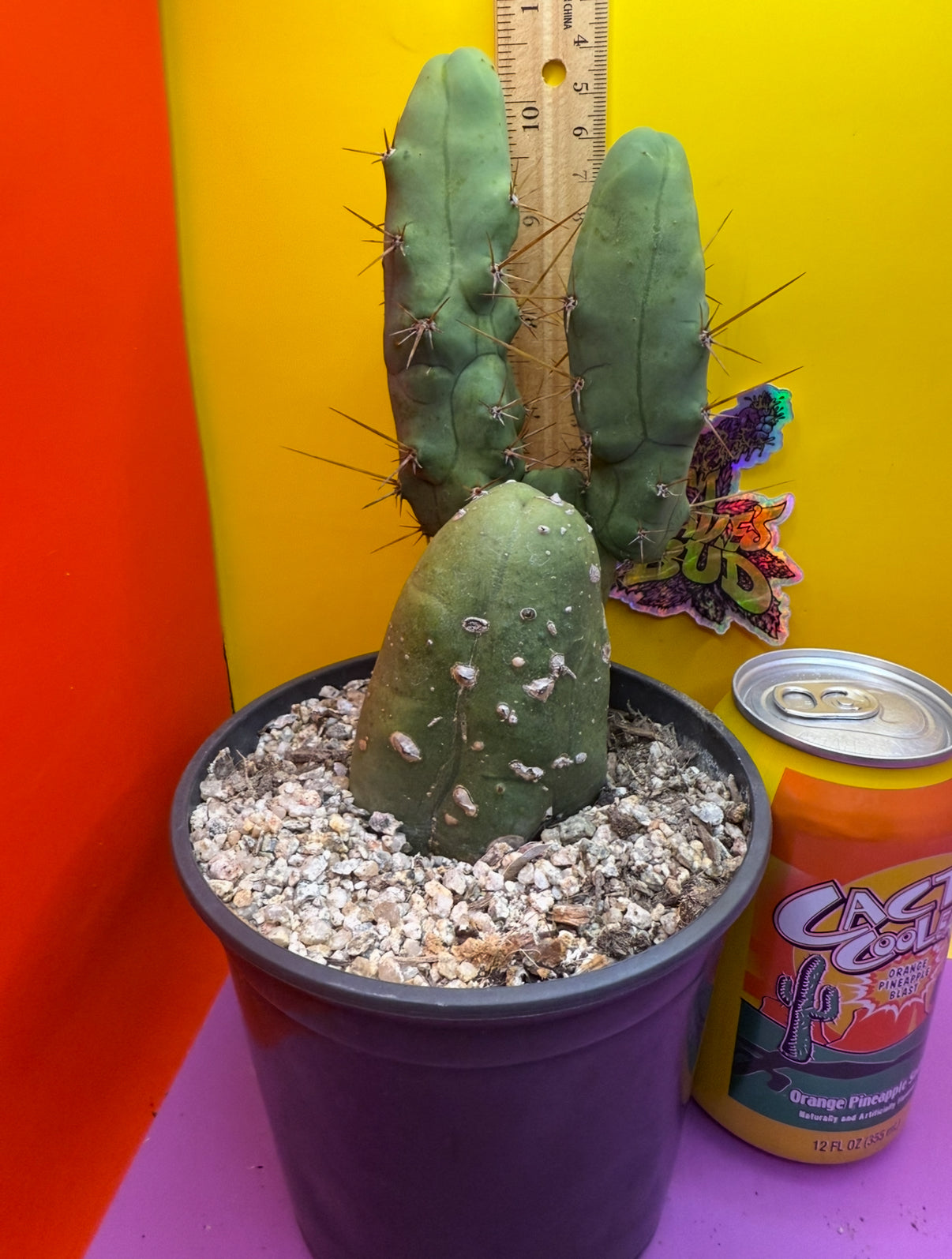 Fat Mature TBM ! Ships in its pot