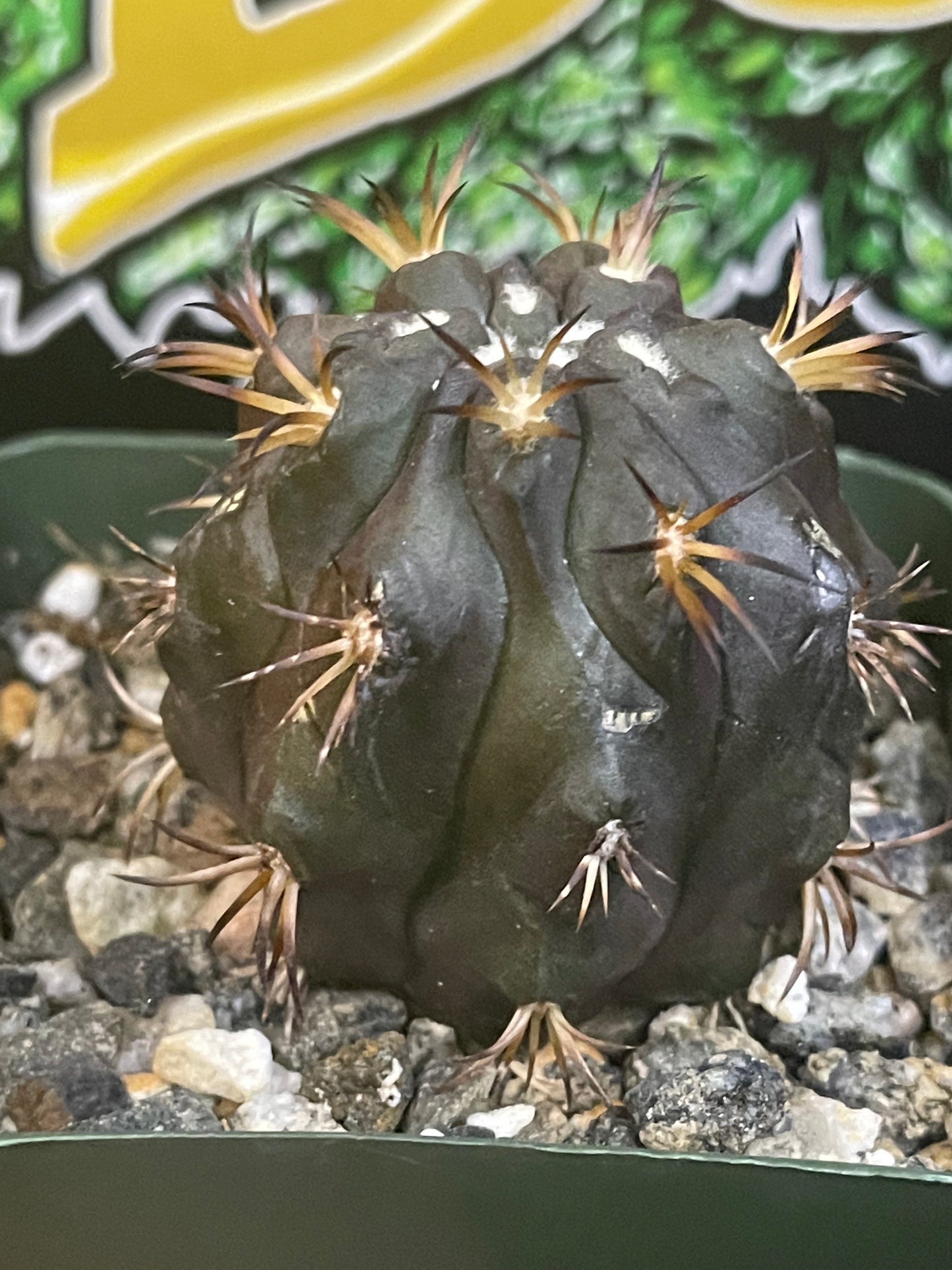 Copiapoa Dura