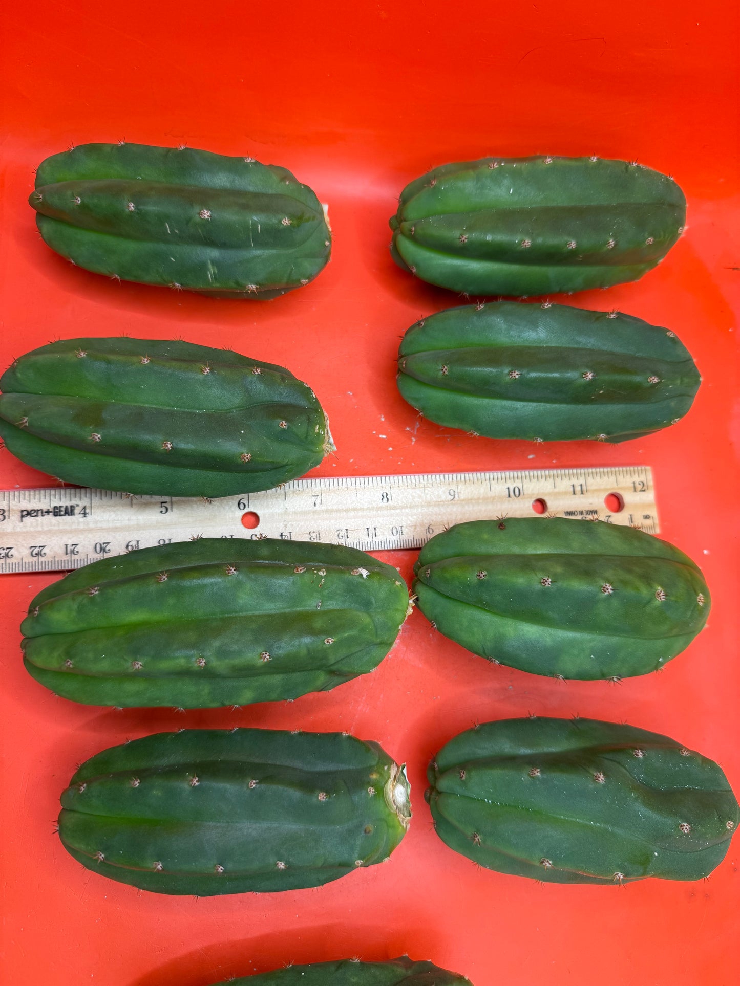 San Pedro Cactus !