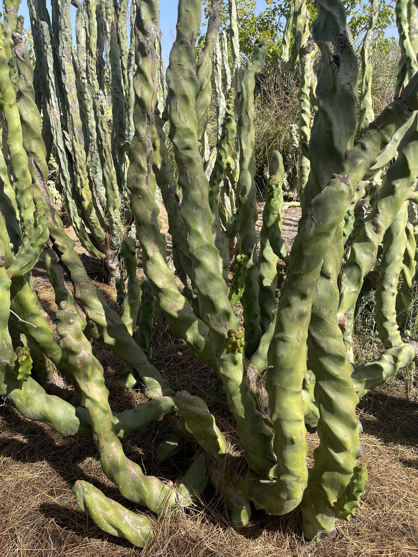 Totem pole cactus - spiral form