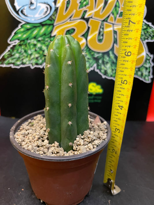 San Pedro cactus !