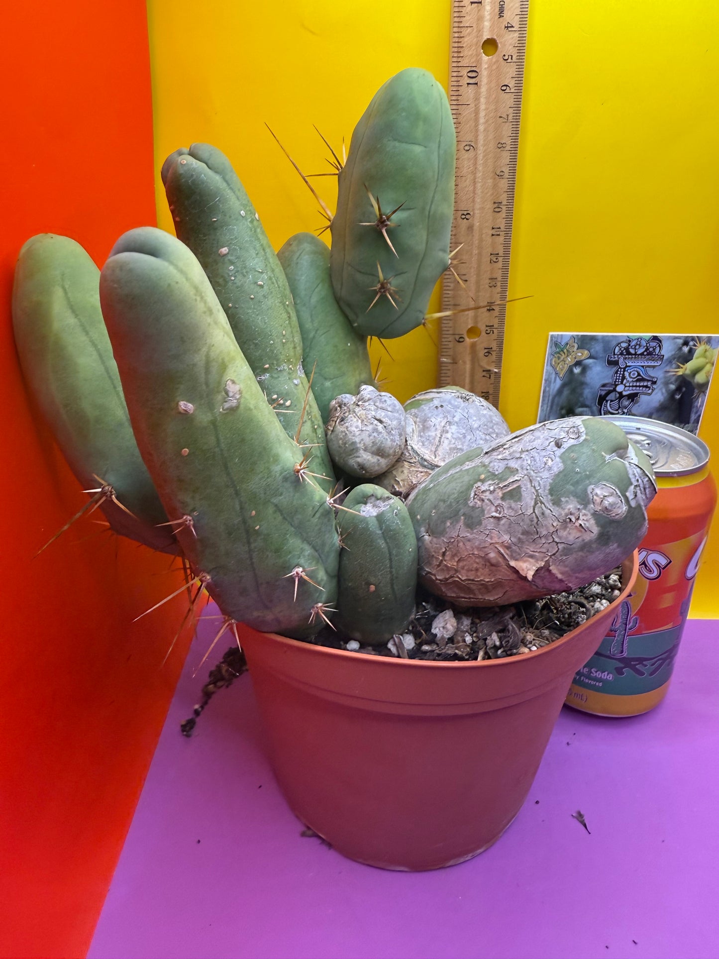 BIG OLE’ TBM stand ! The biggest available this week !