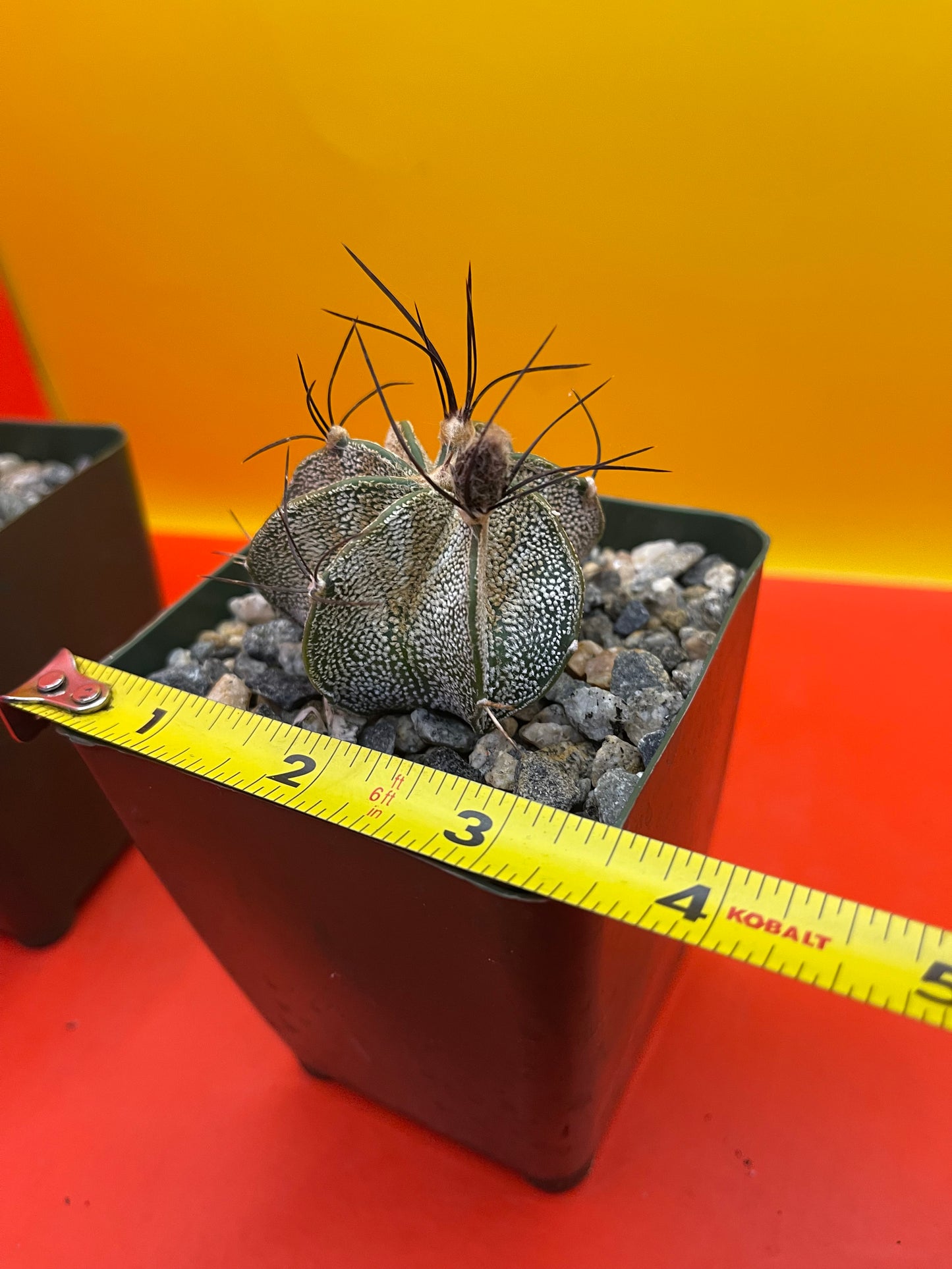 Astrophytum ornatum with flower buds