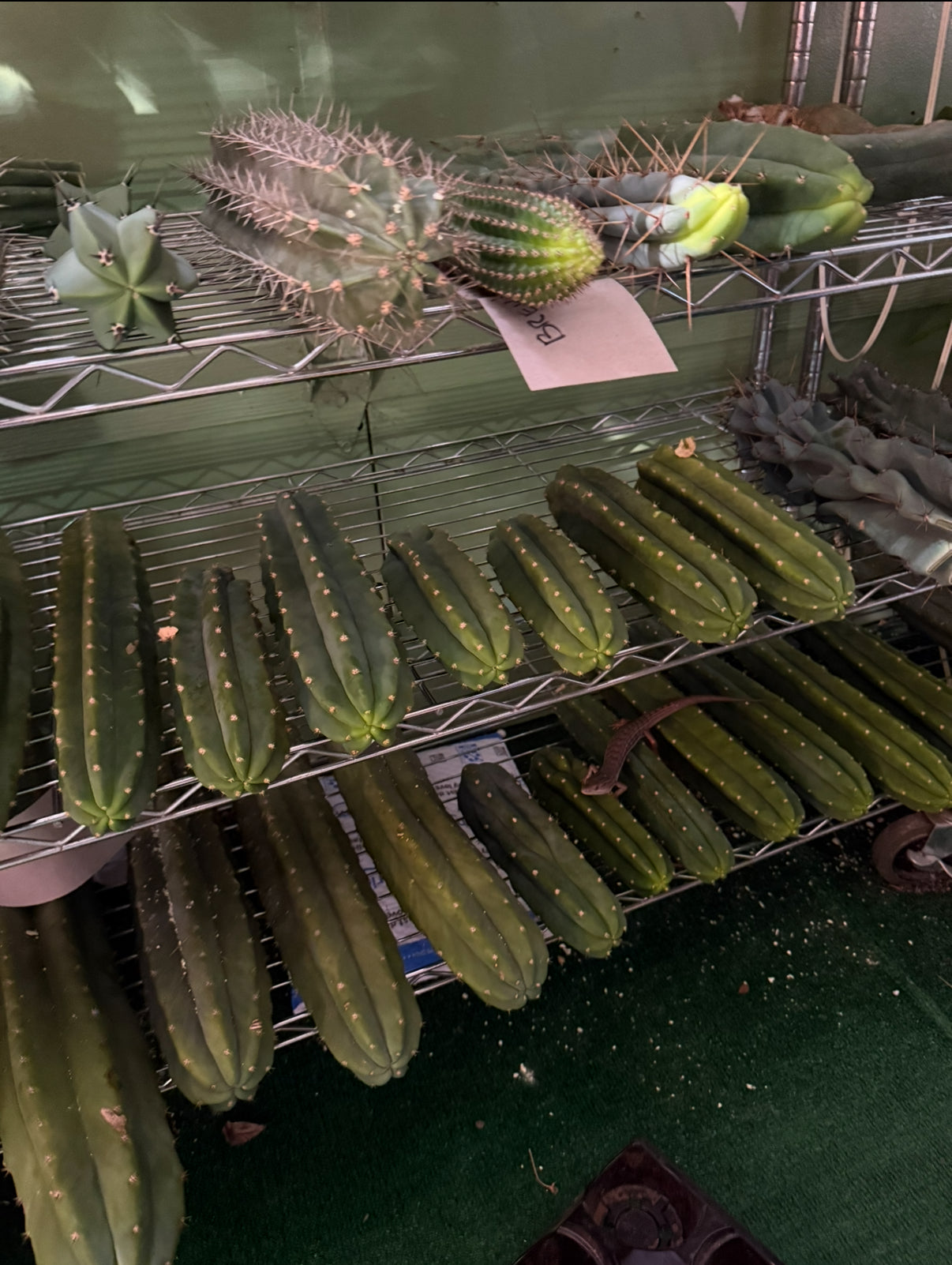 Mystery Combo cactus box !