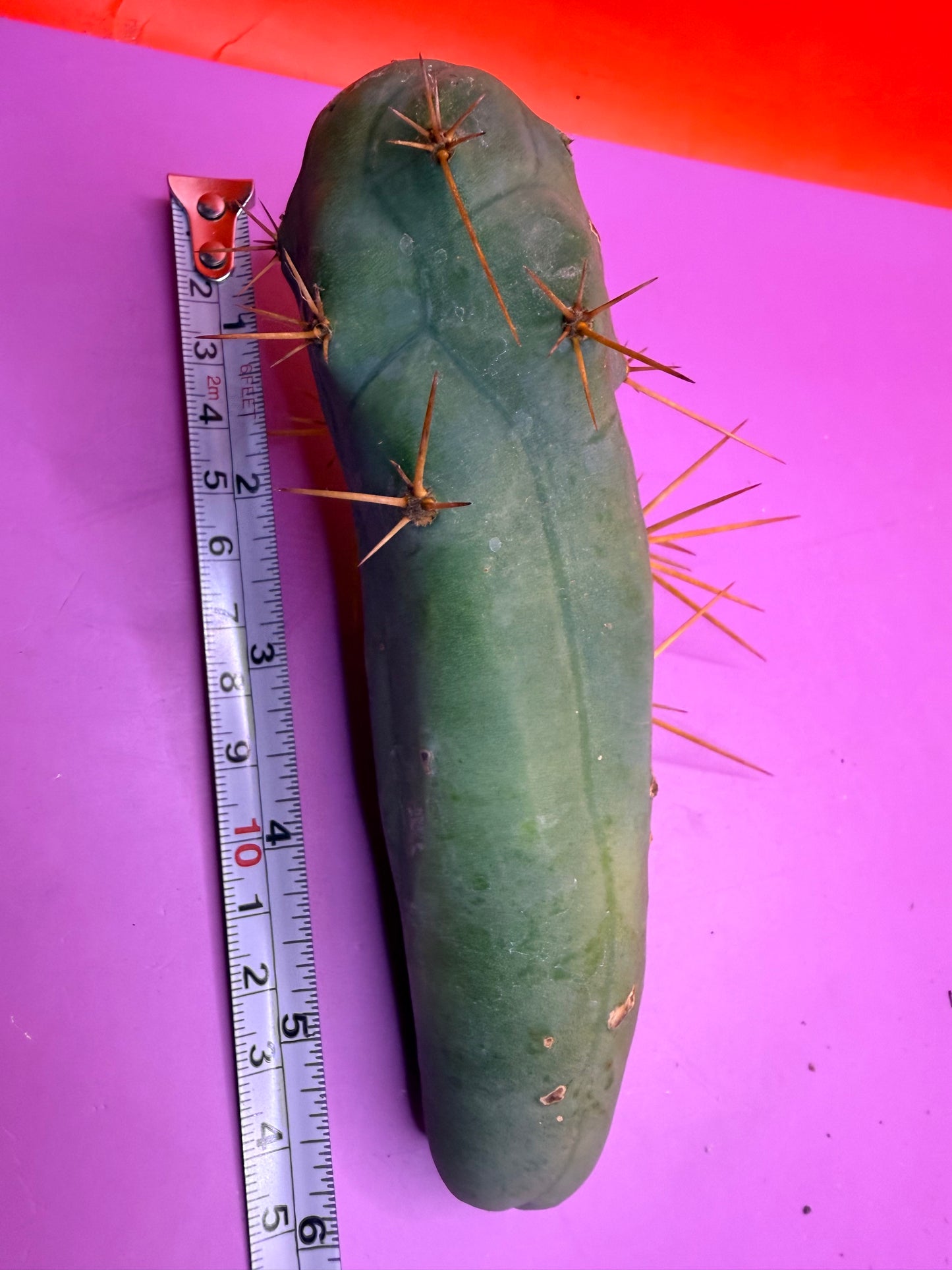 TBM !! TYPE b enormous !!!