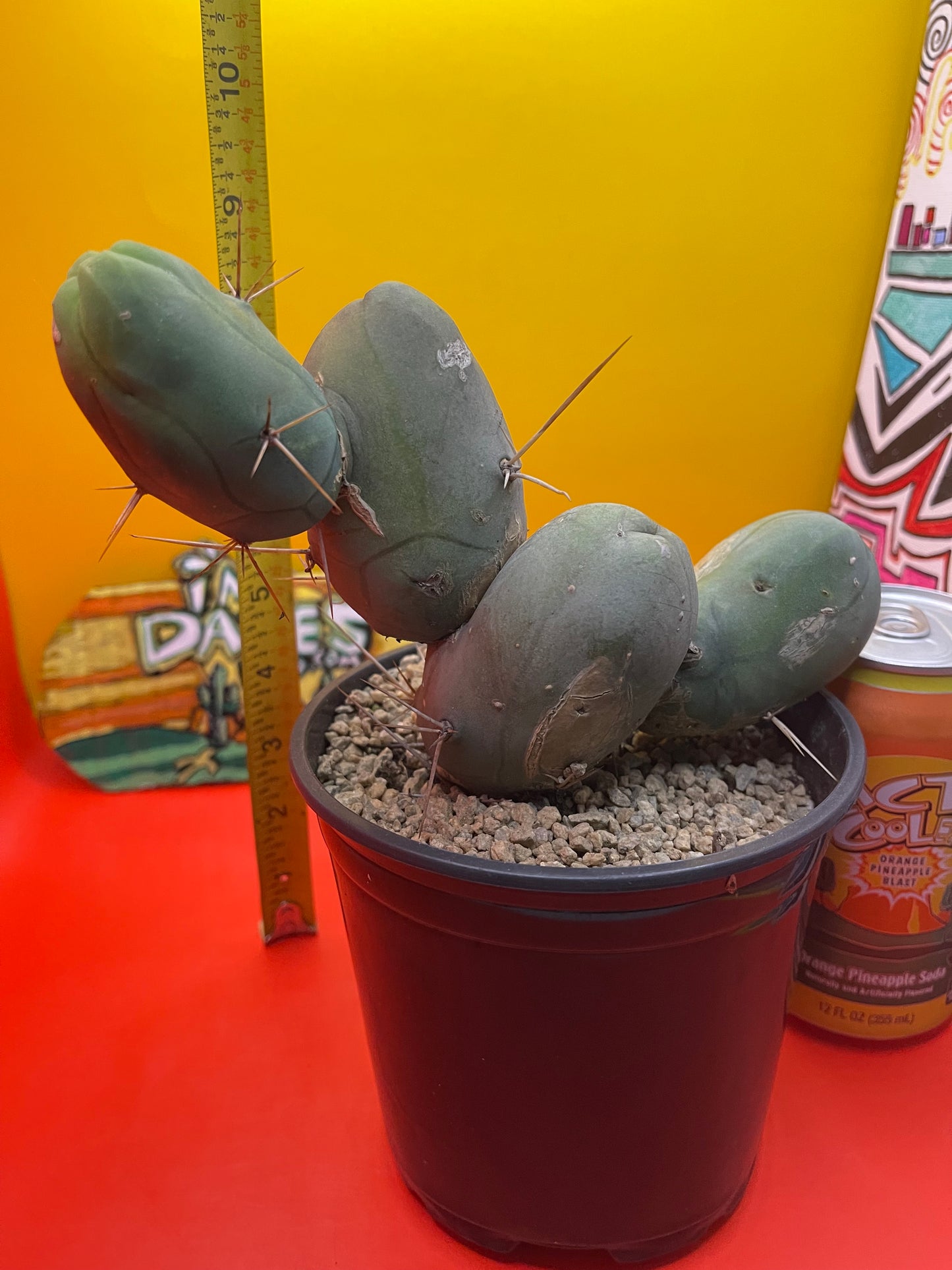 Tbm cactus