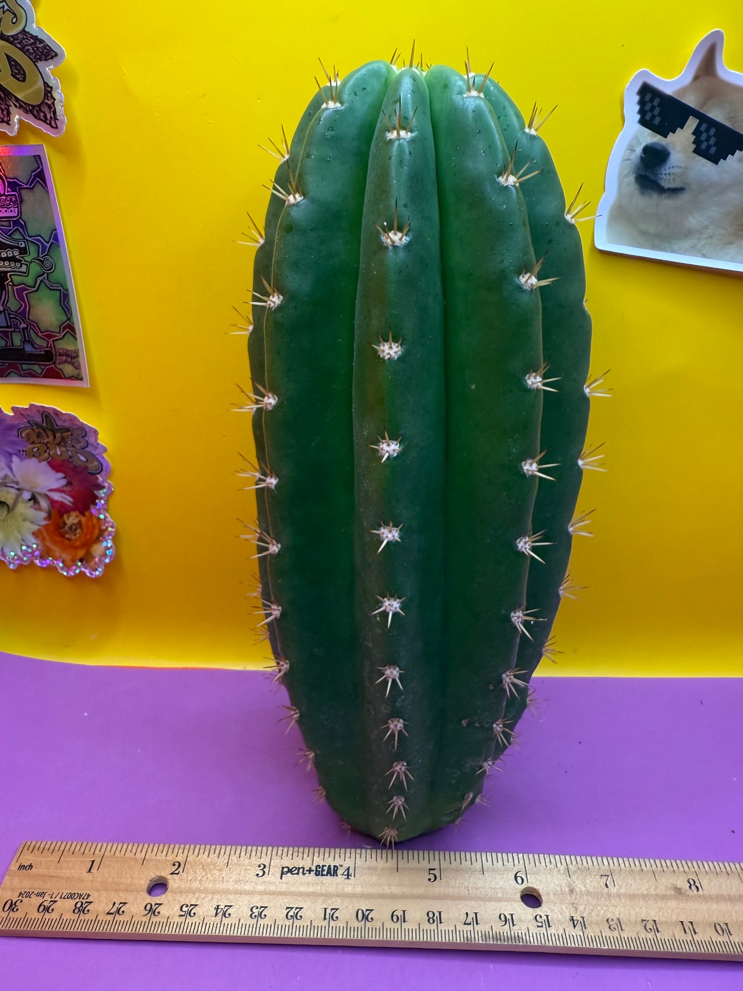 CACTO HEBRIDO !