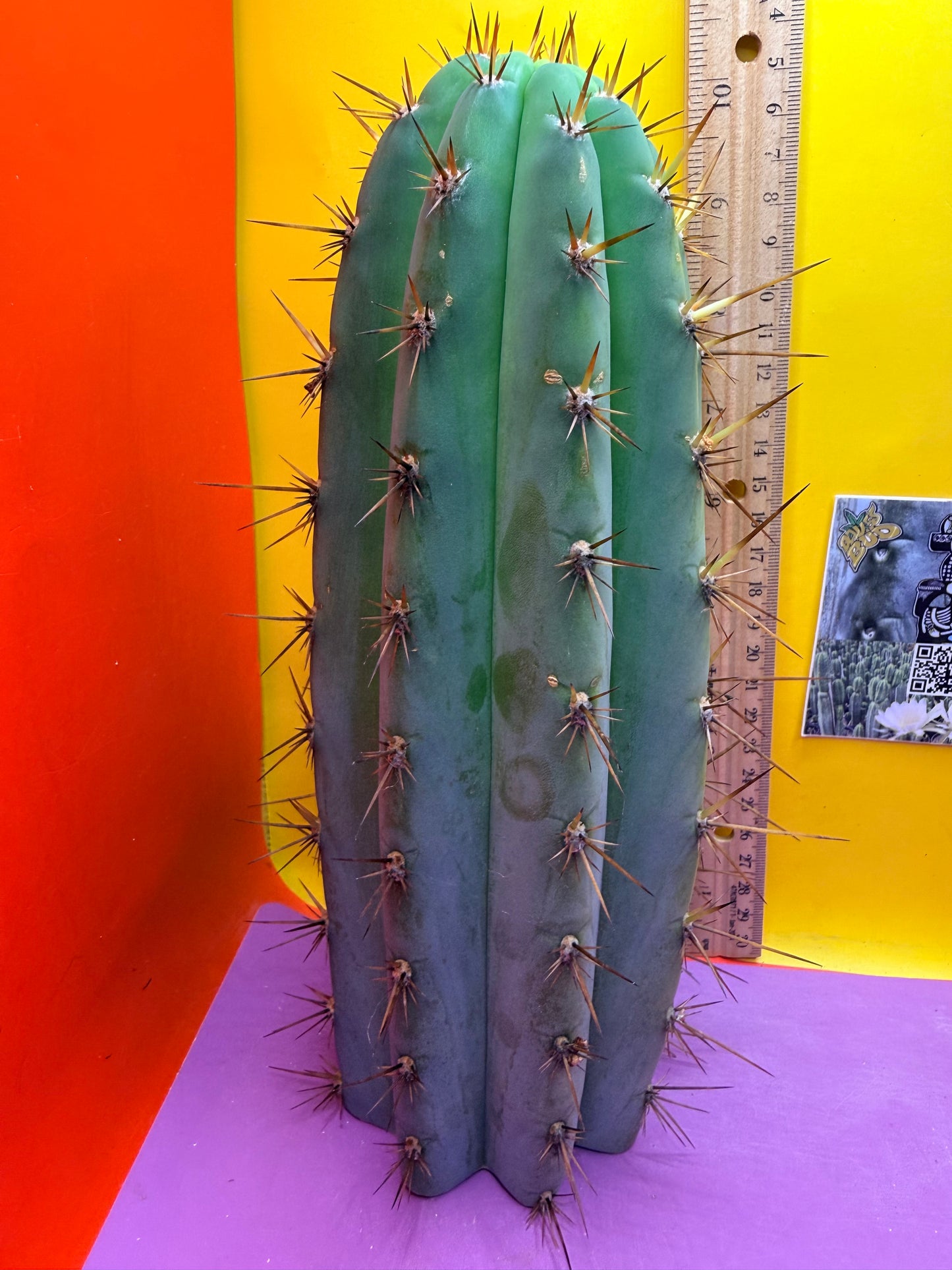 “Serra blue” San Pedro Cactus !