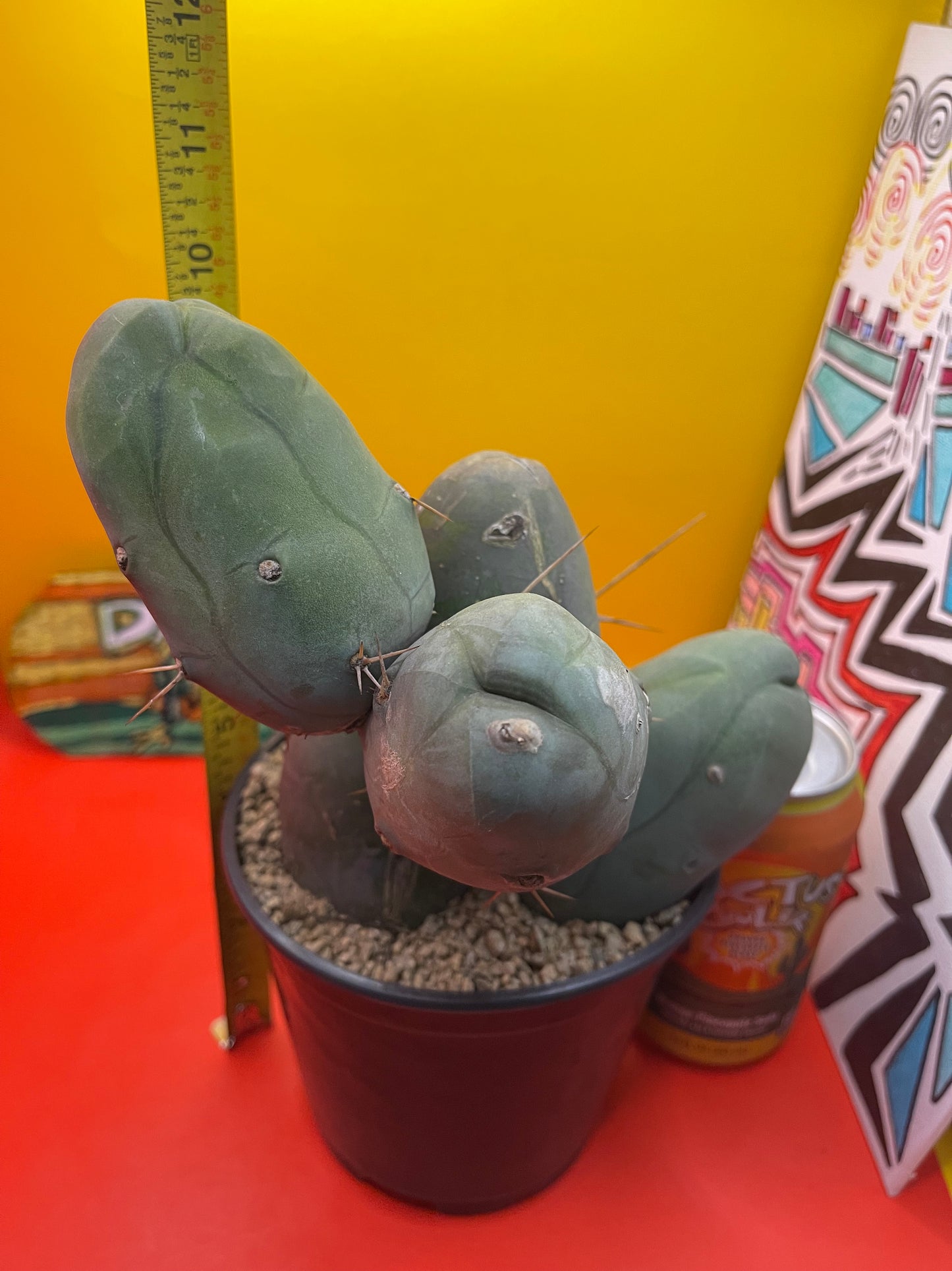 TBM CACTUS