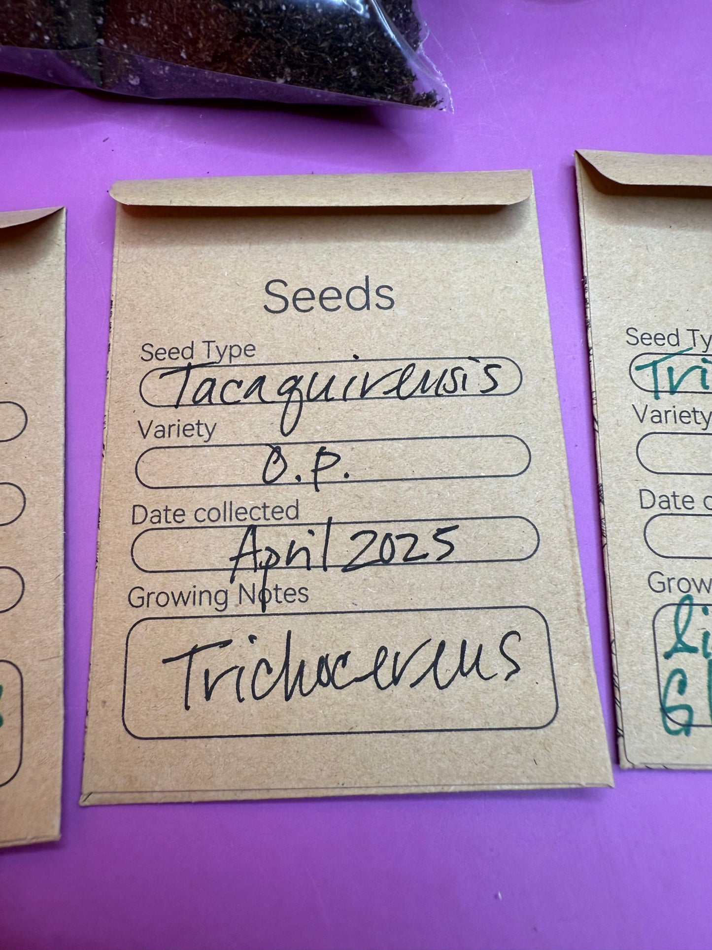 San Pedro Cactus Seed growing KIT !!!