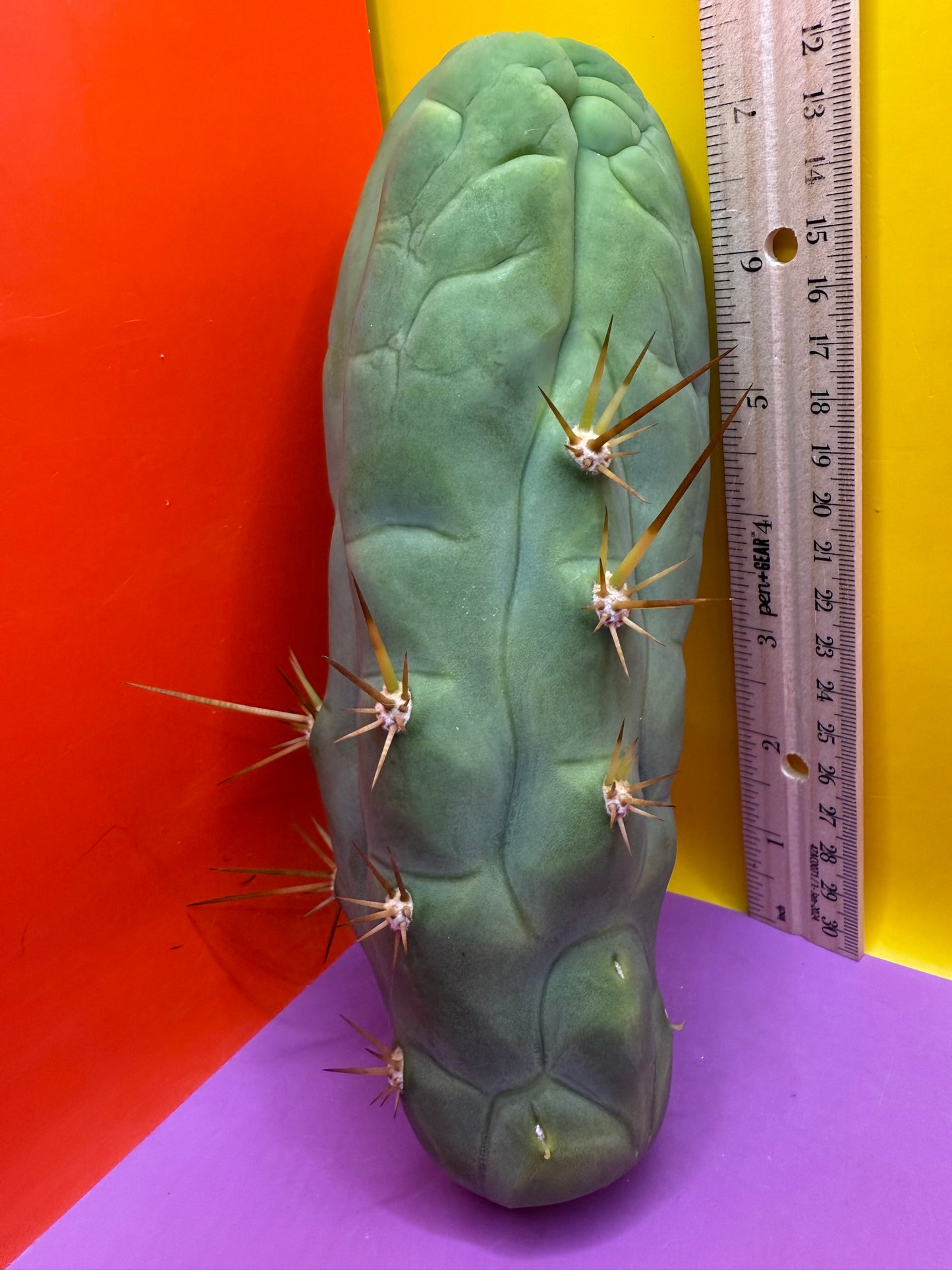 Big Thic Bruce’s Dragon 🐉