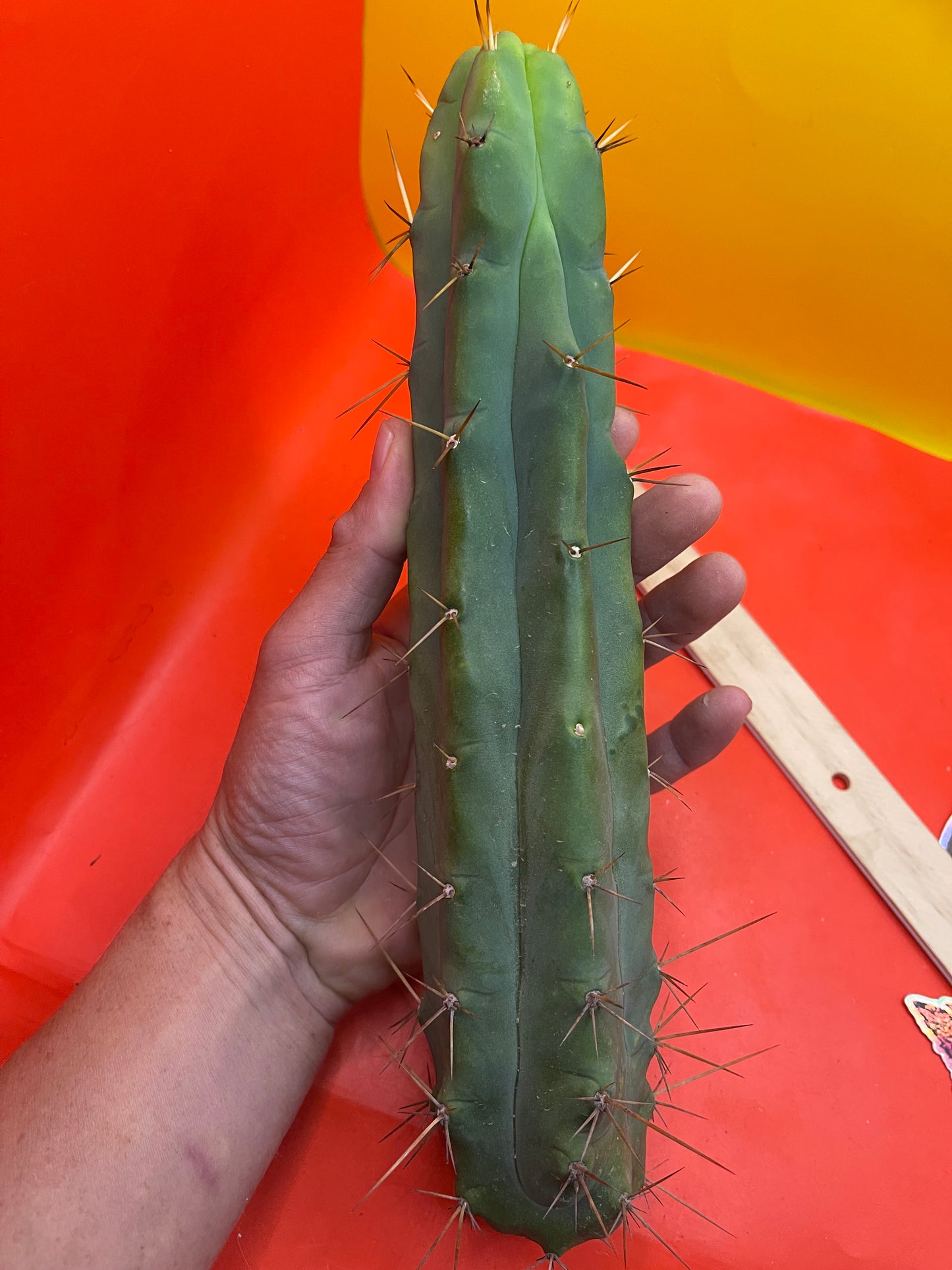 Trichocereus Bridgesii