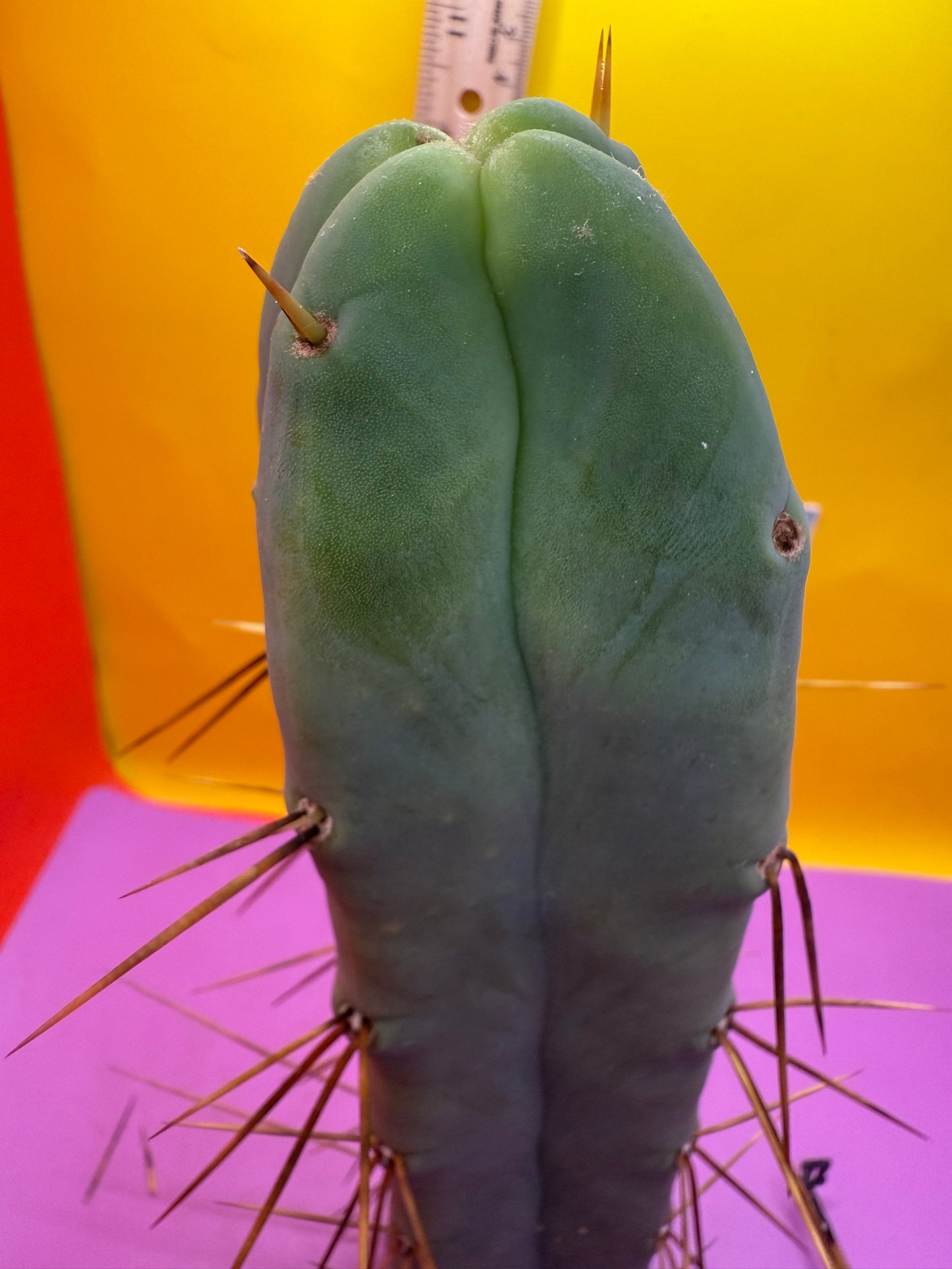 4 Wind Bridgesii “LMA” La Mirada Angelo