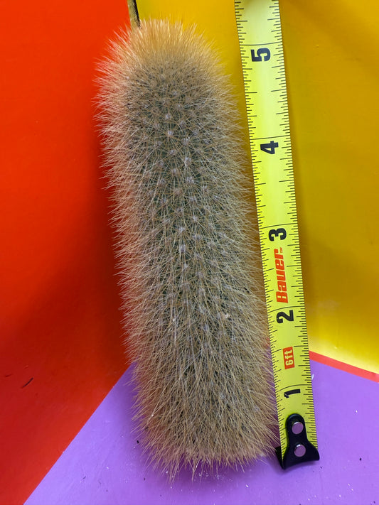 Weberbauerocereus johnsonii
