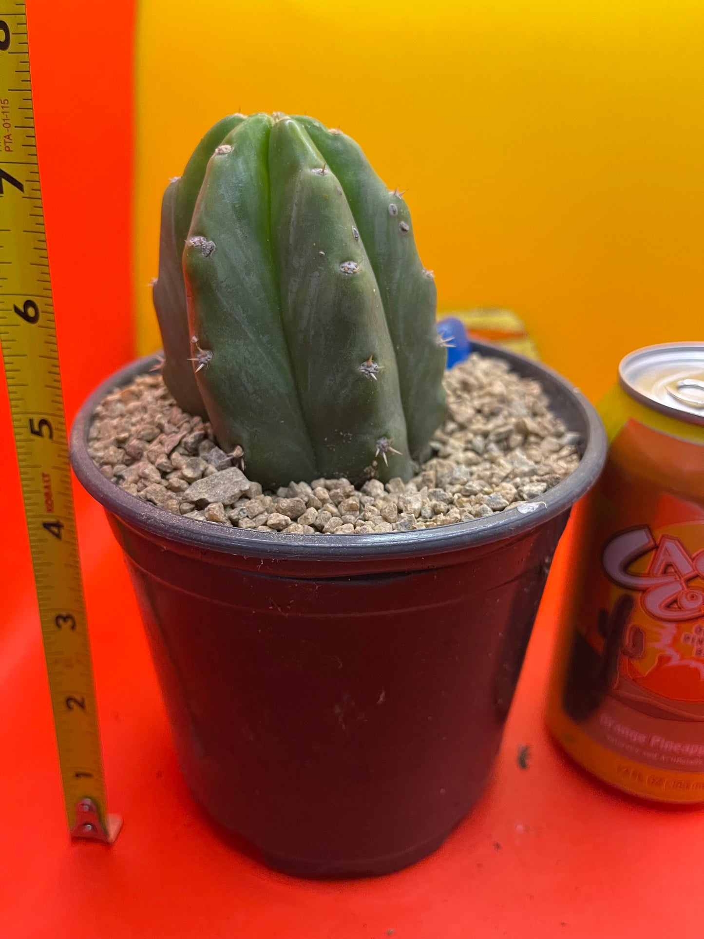 SAN PEDRO CACTUS