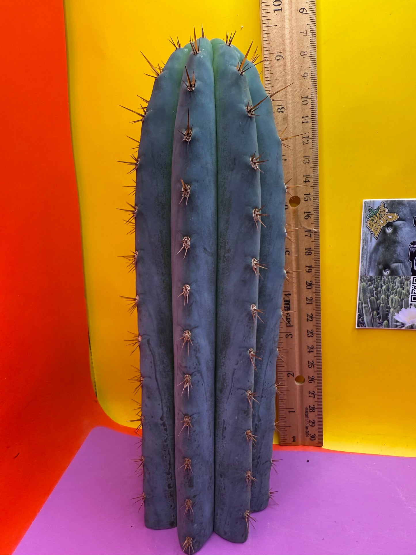 New years sale blue trichocereus peruvianus !!