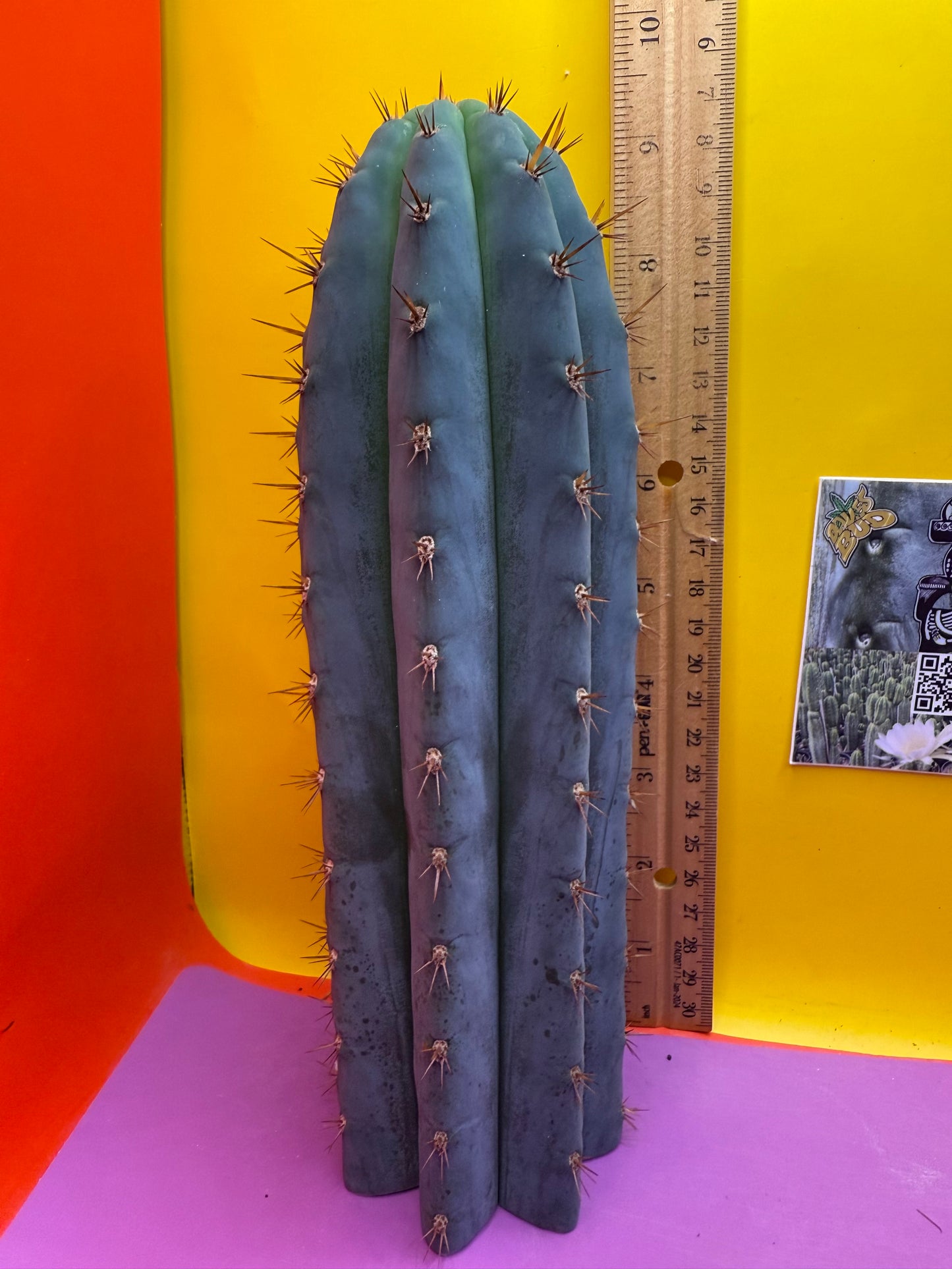 New years sale blue trichocereus peruvianus !!
