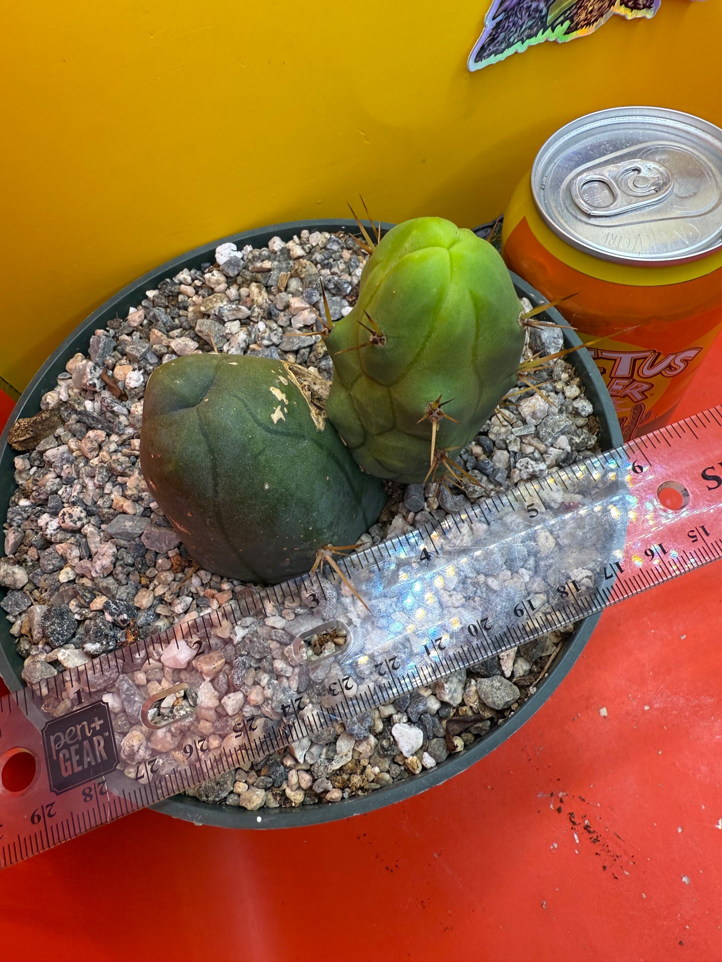 Exact TBM ! Ships in pot - Fully Rooted
