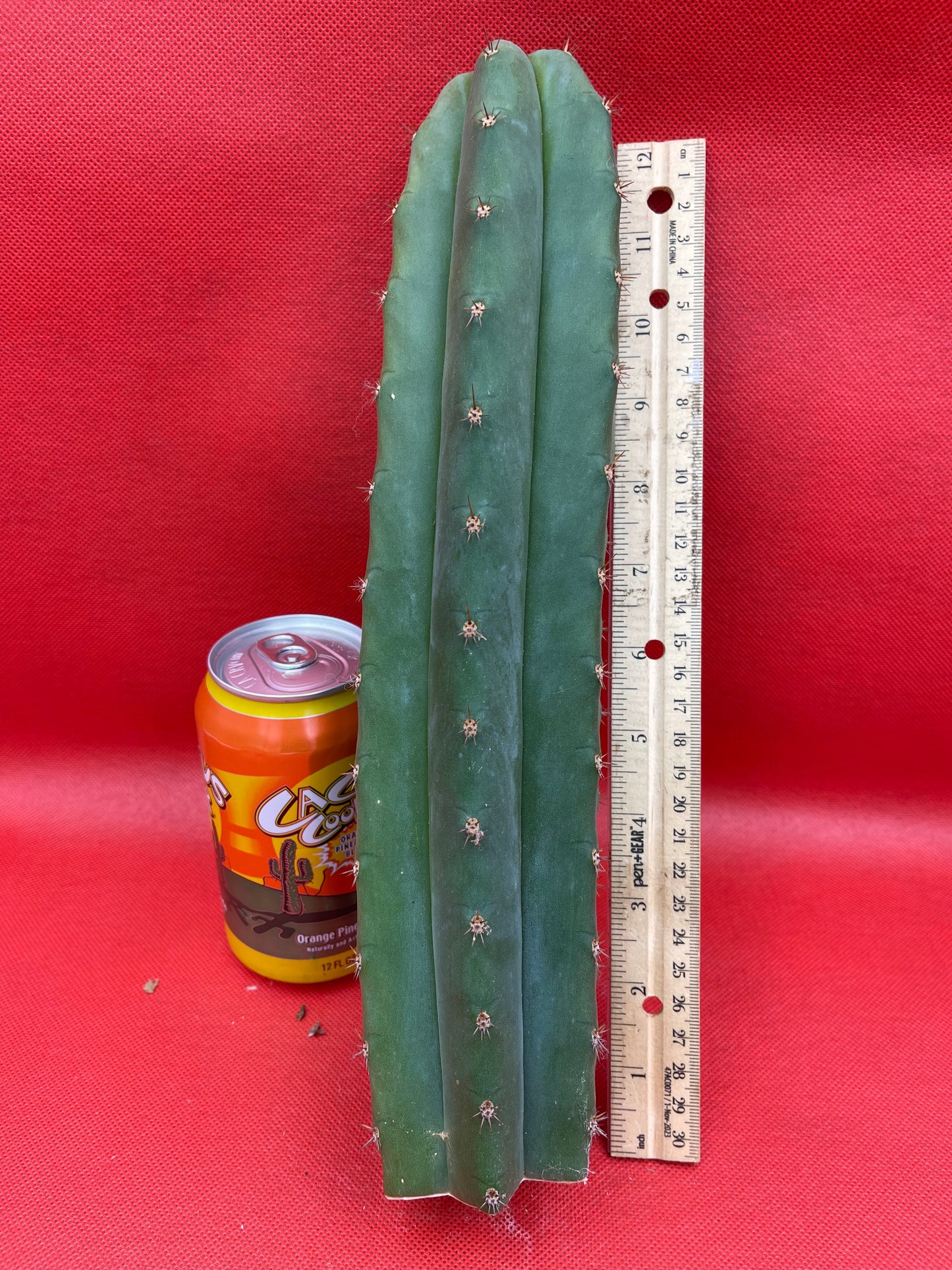 Trichocereus pallarensis x tpm