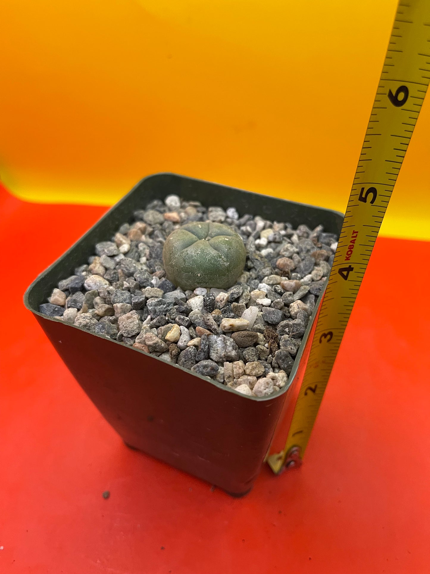 Cactus in 4” tall pot