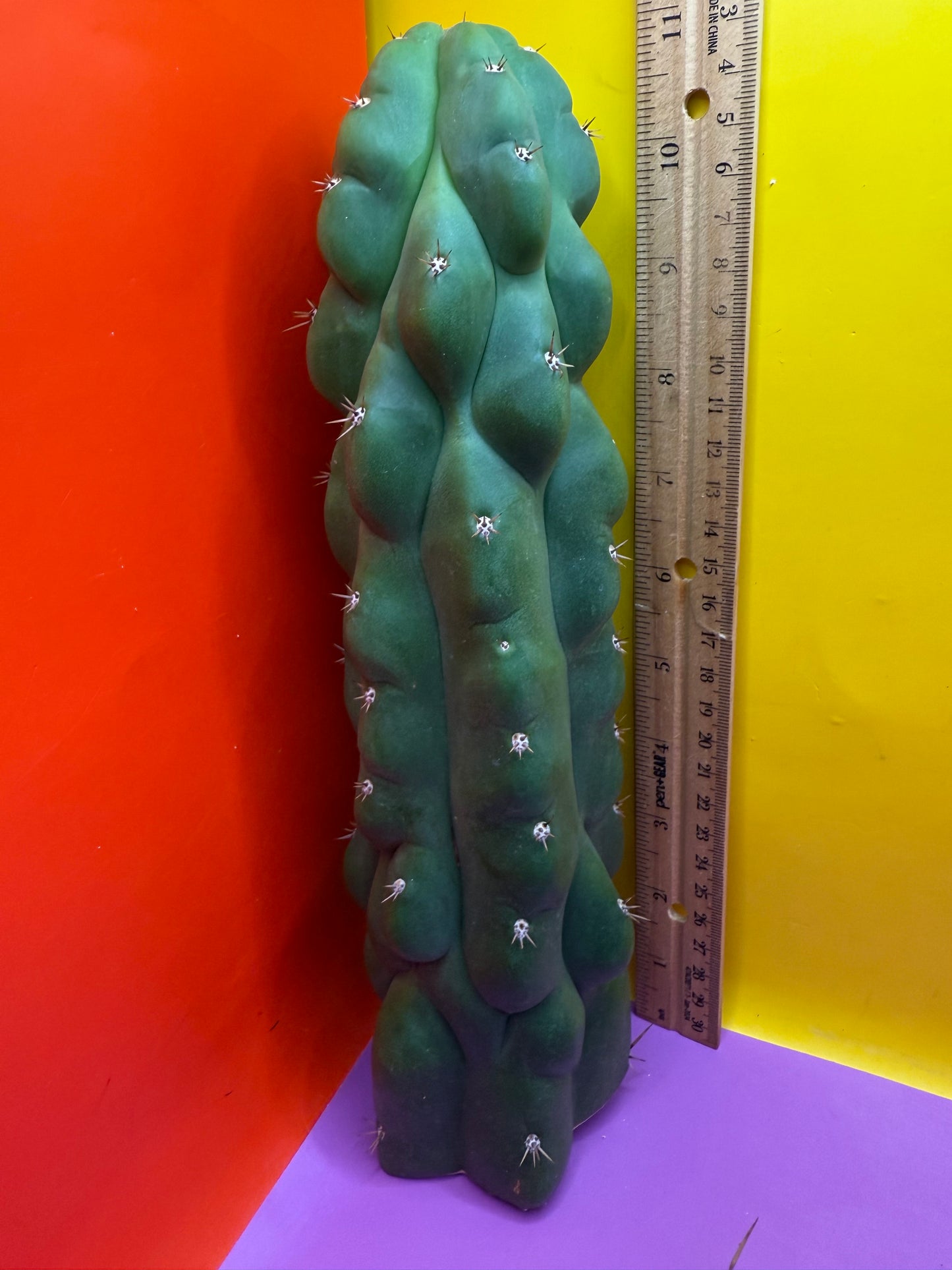 TPM ! Trichocereus Pachanoi Monstrose