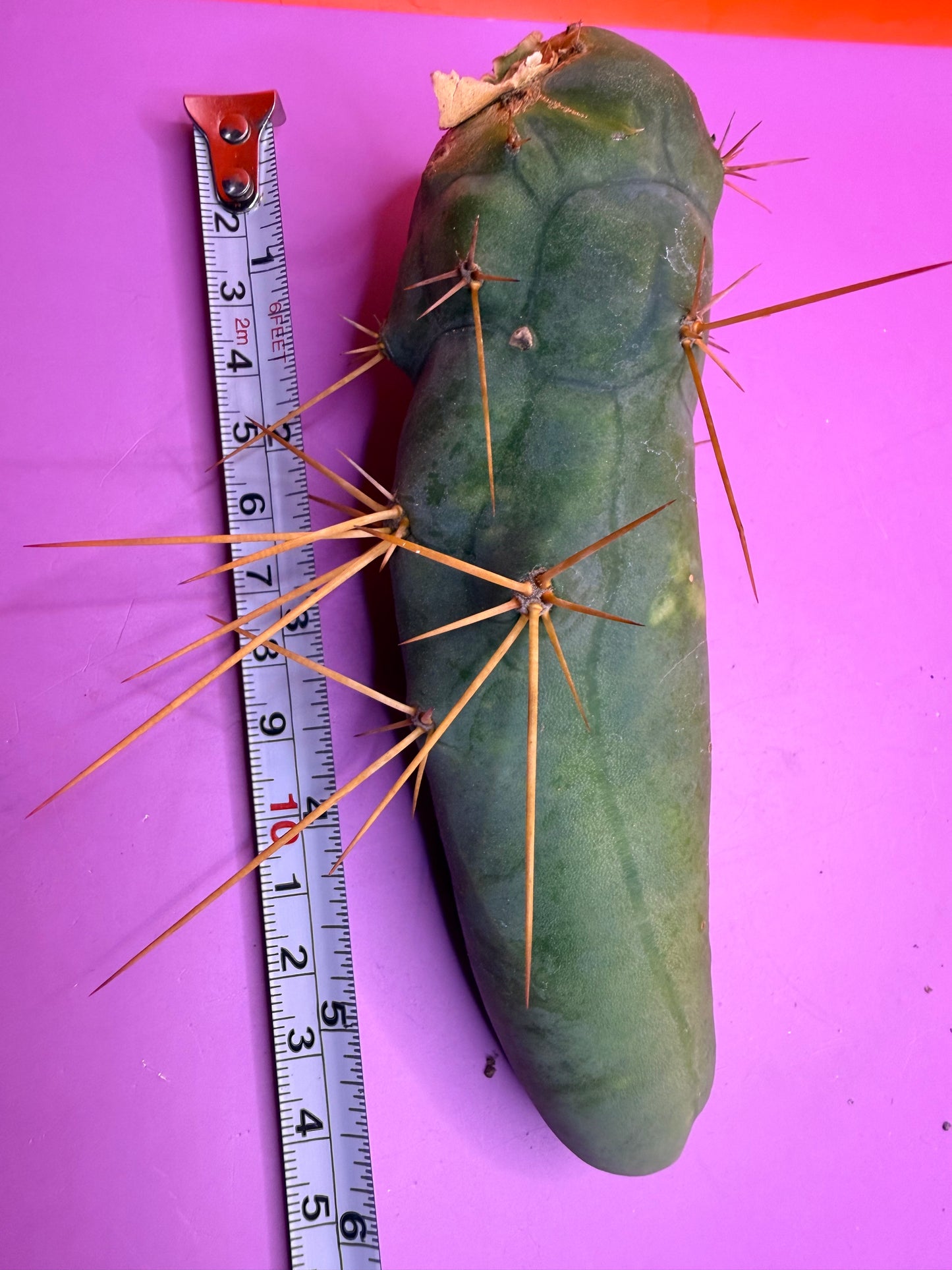 TBM !! TYPE b enormous !!!