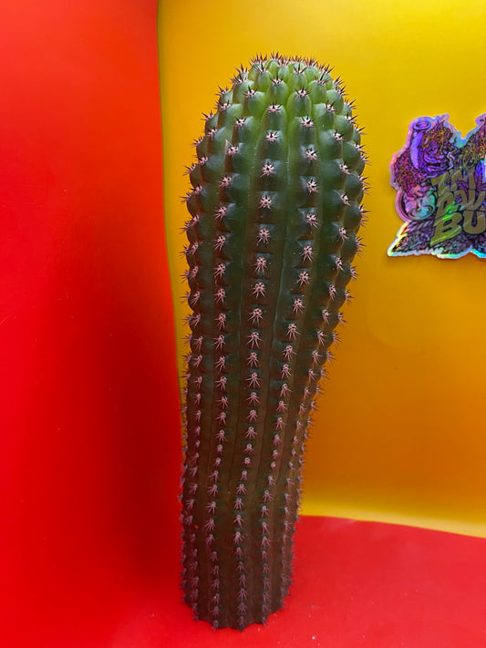 Trichocereus Brevispinulosus