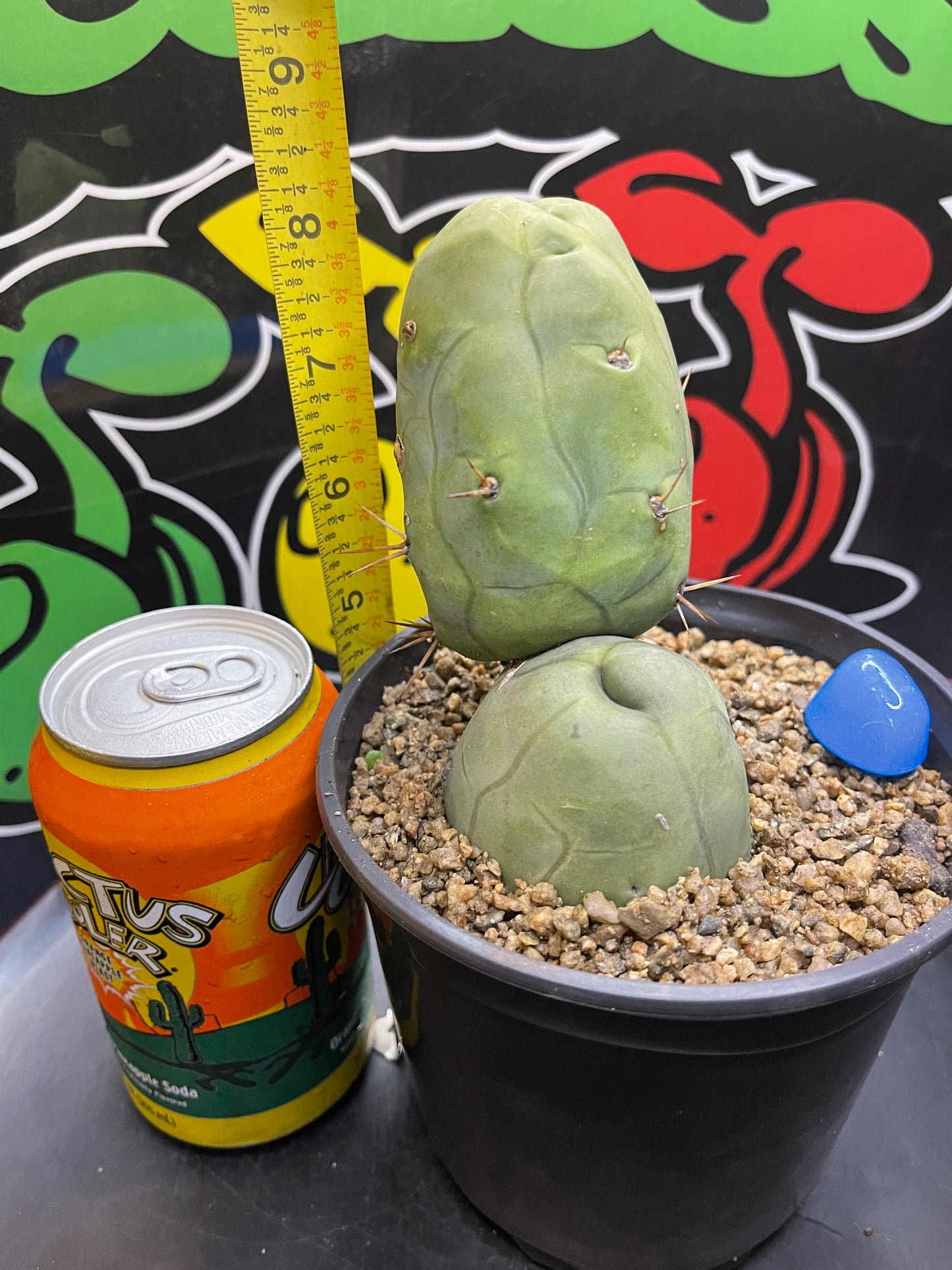 TBM - San Pedro cactus🌵peniscactus