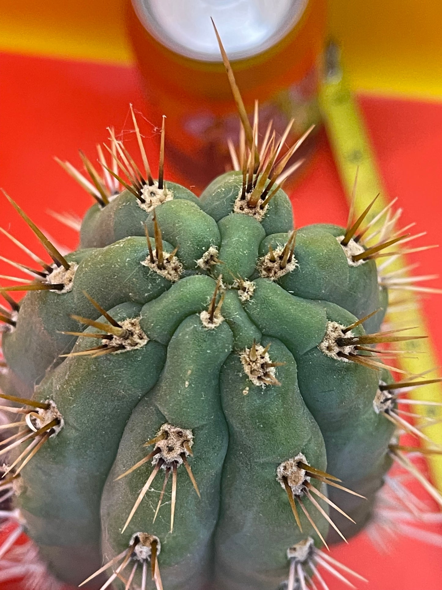 “LINDA” - Trichocereus puquiensis