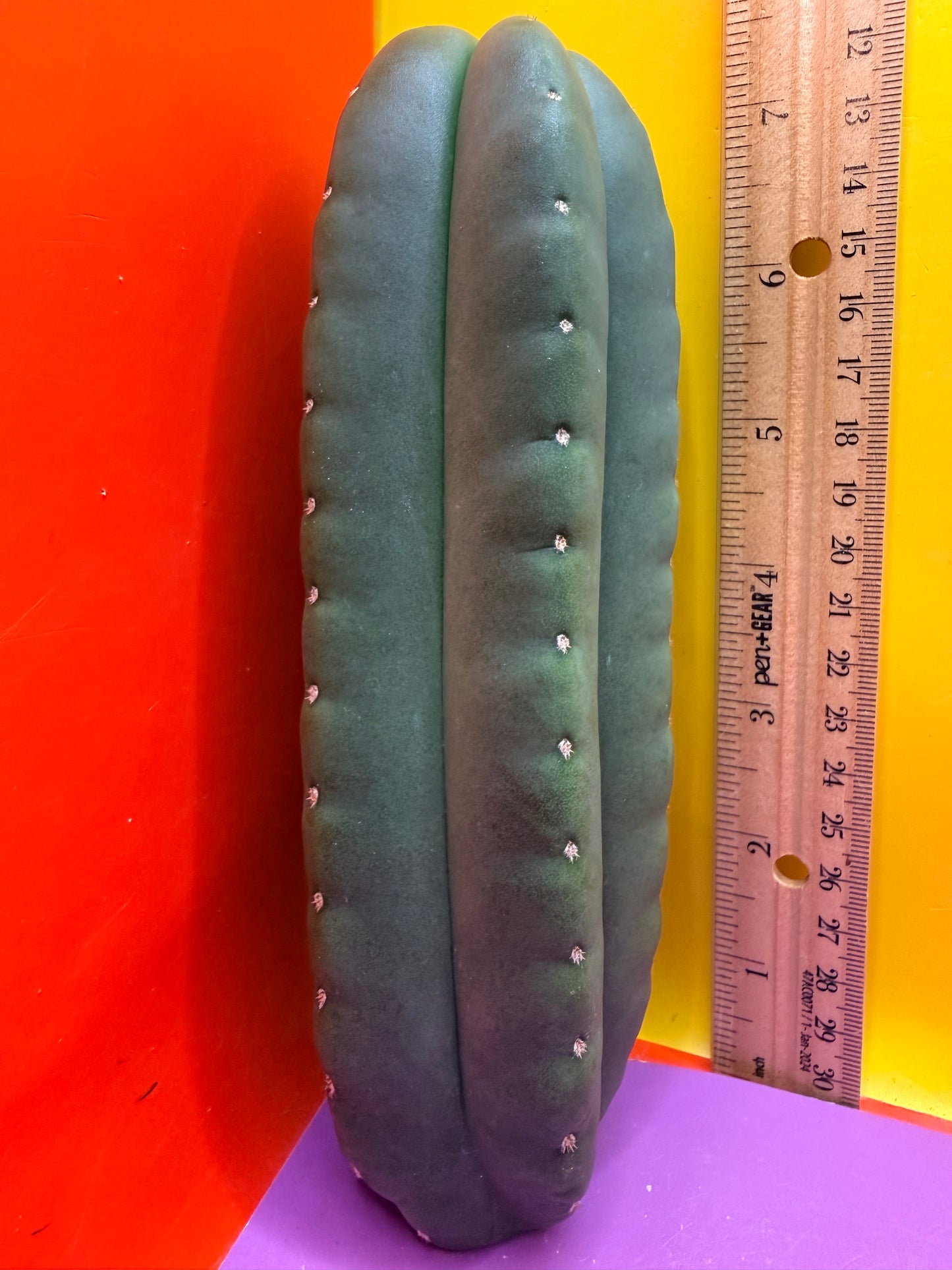 JUICE BOX 🧃! Trichocereus  Scopulicola