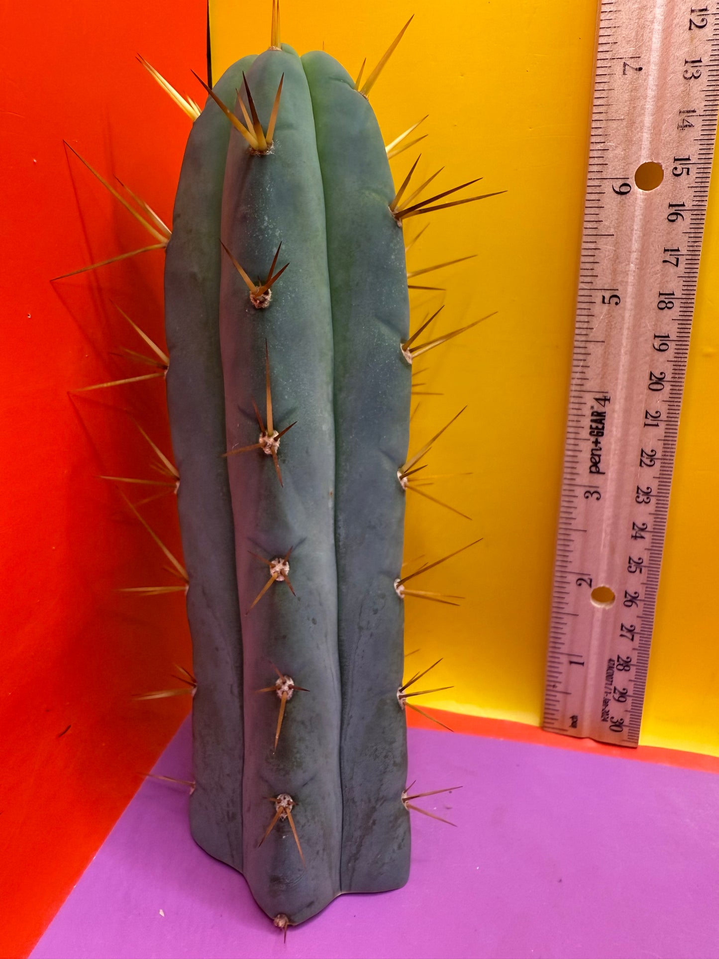 “Son of Ron” flawless tip cutting