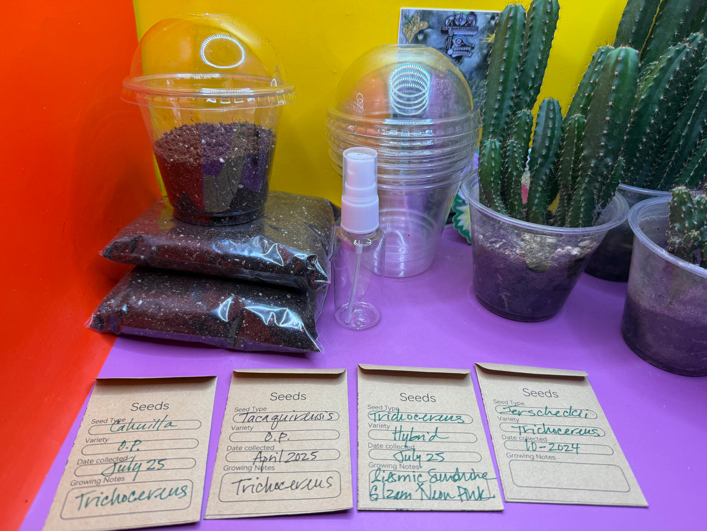 San Pedro Cactus Seed growing KIT !!!
