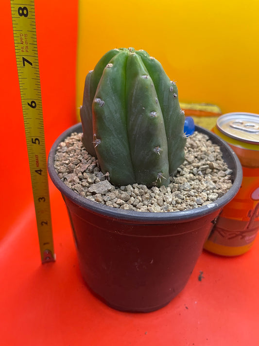 SAN PEDRO CACTUS