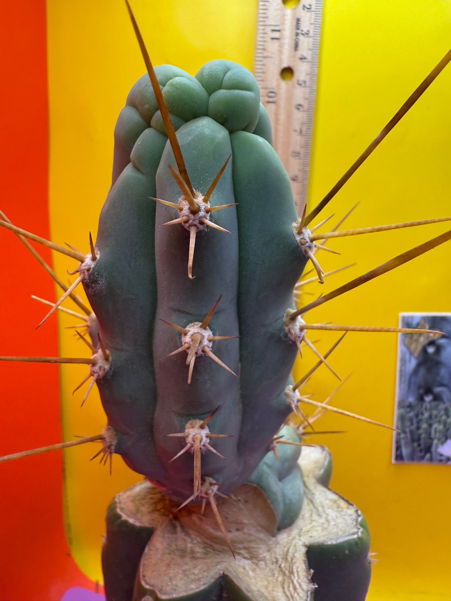 Bruce’s dragon graft