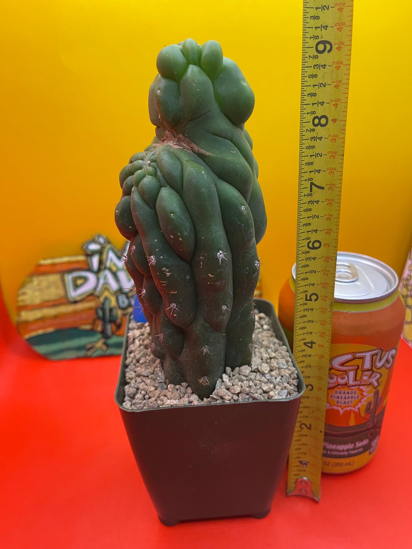 TPM CACTUS