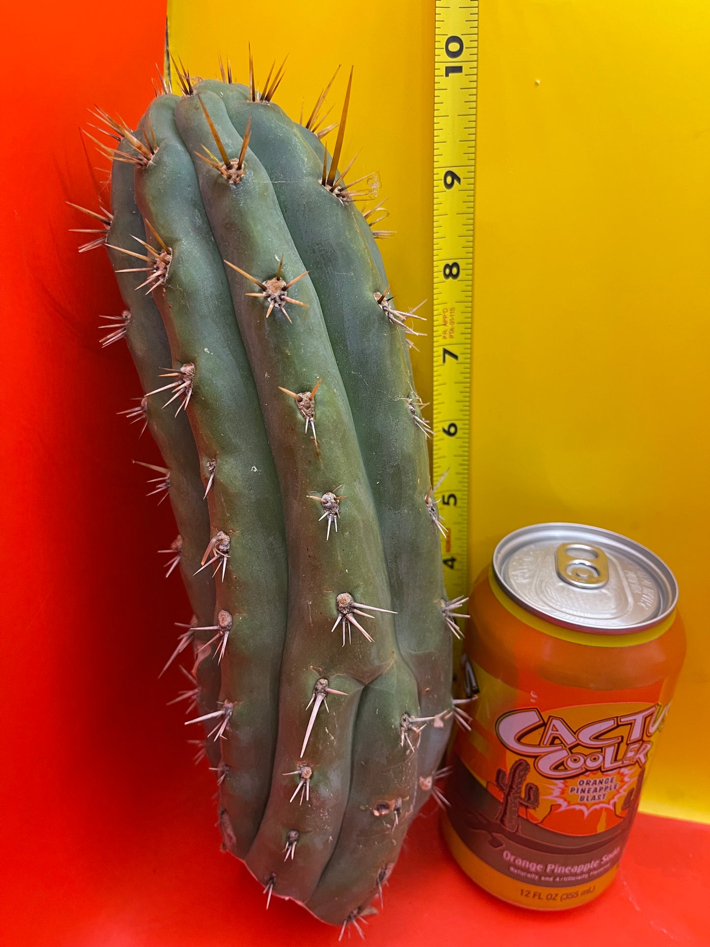 Trichocereus puquiensis