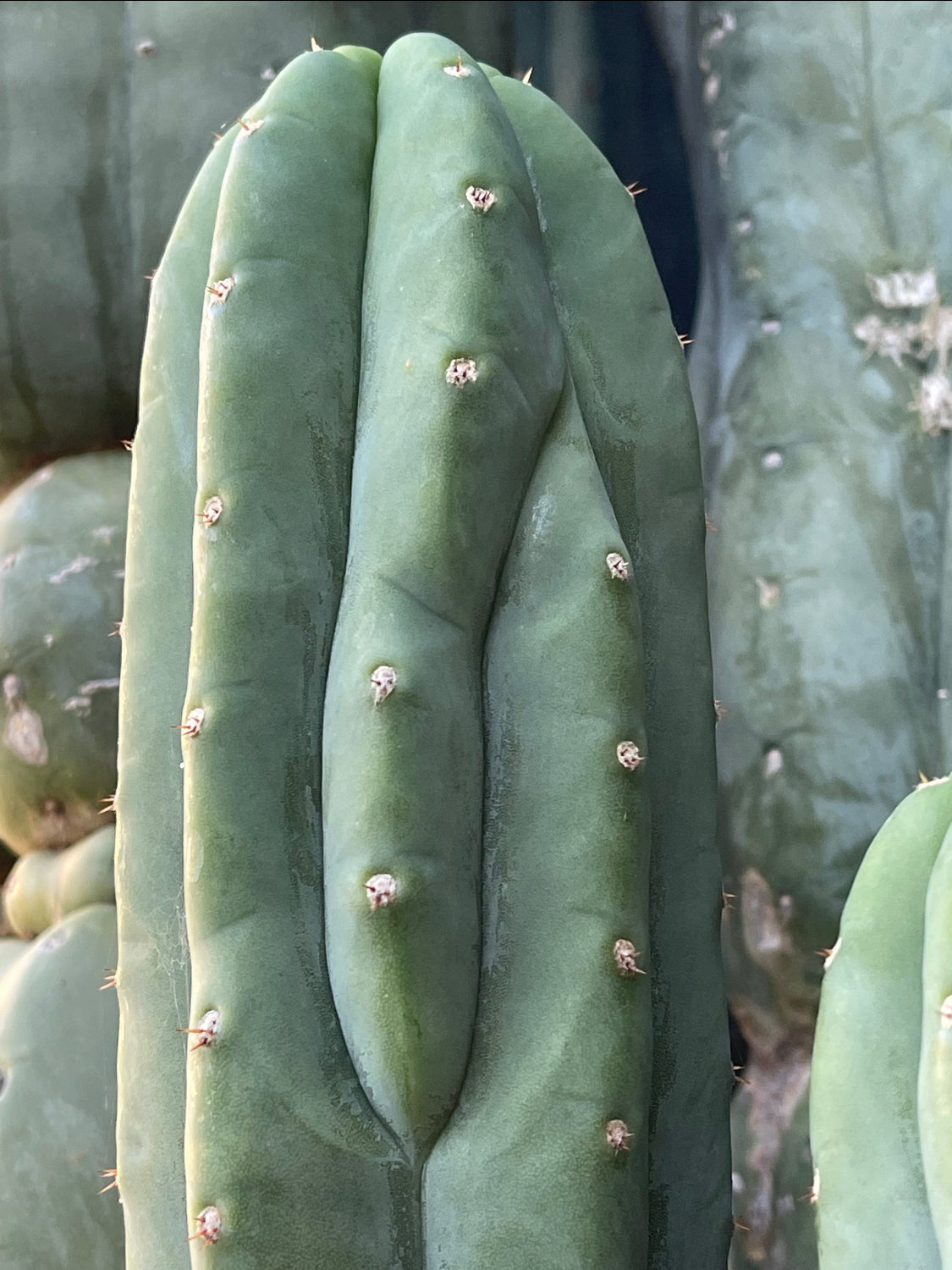 Cahuilla Seeds !