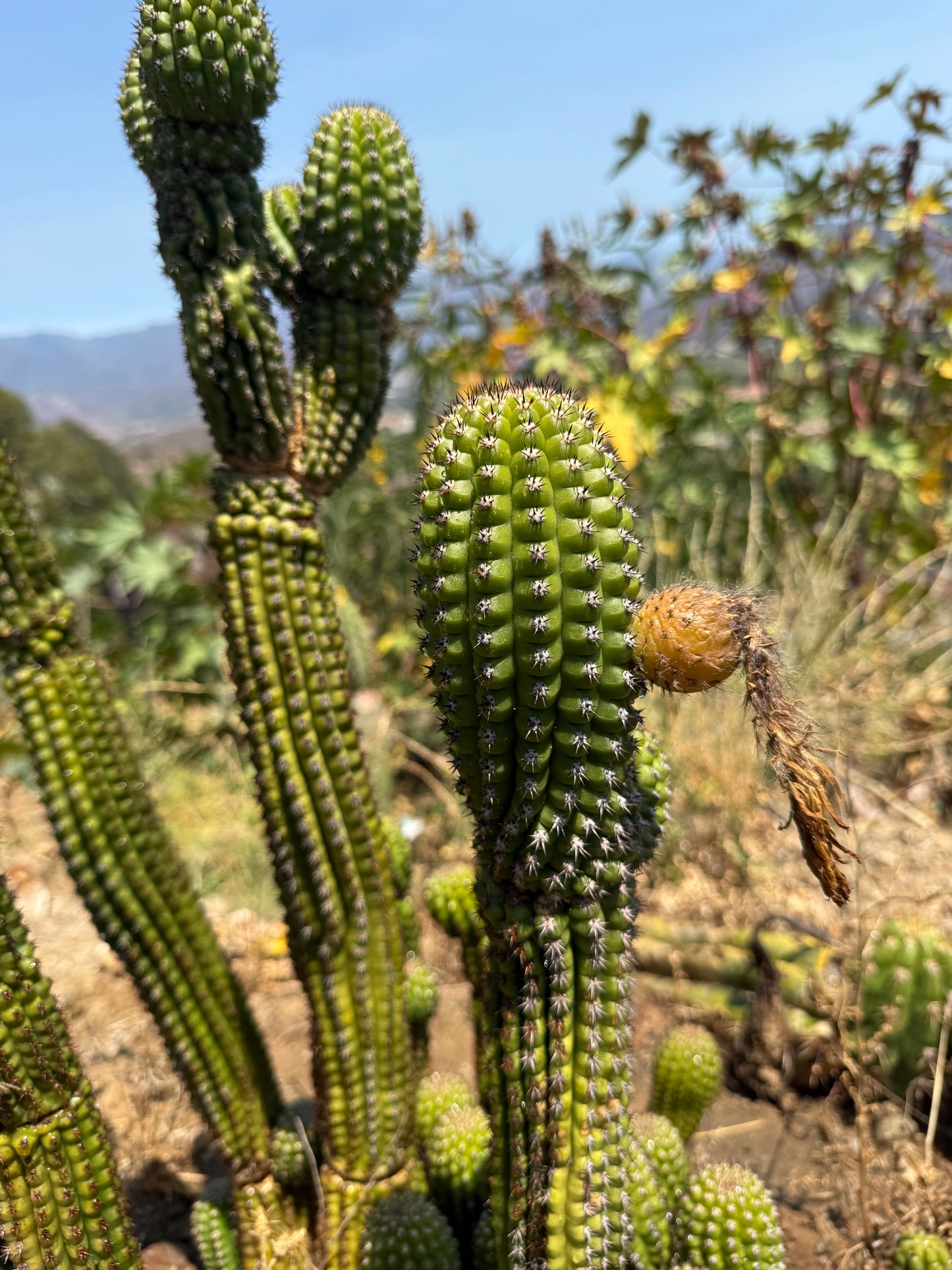 Trichocereus Brevispinulosus x Cahuilla seeds