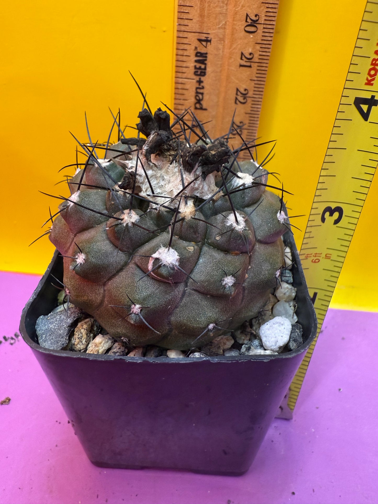 Copiapoa