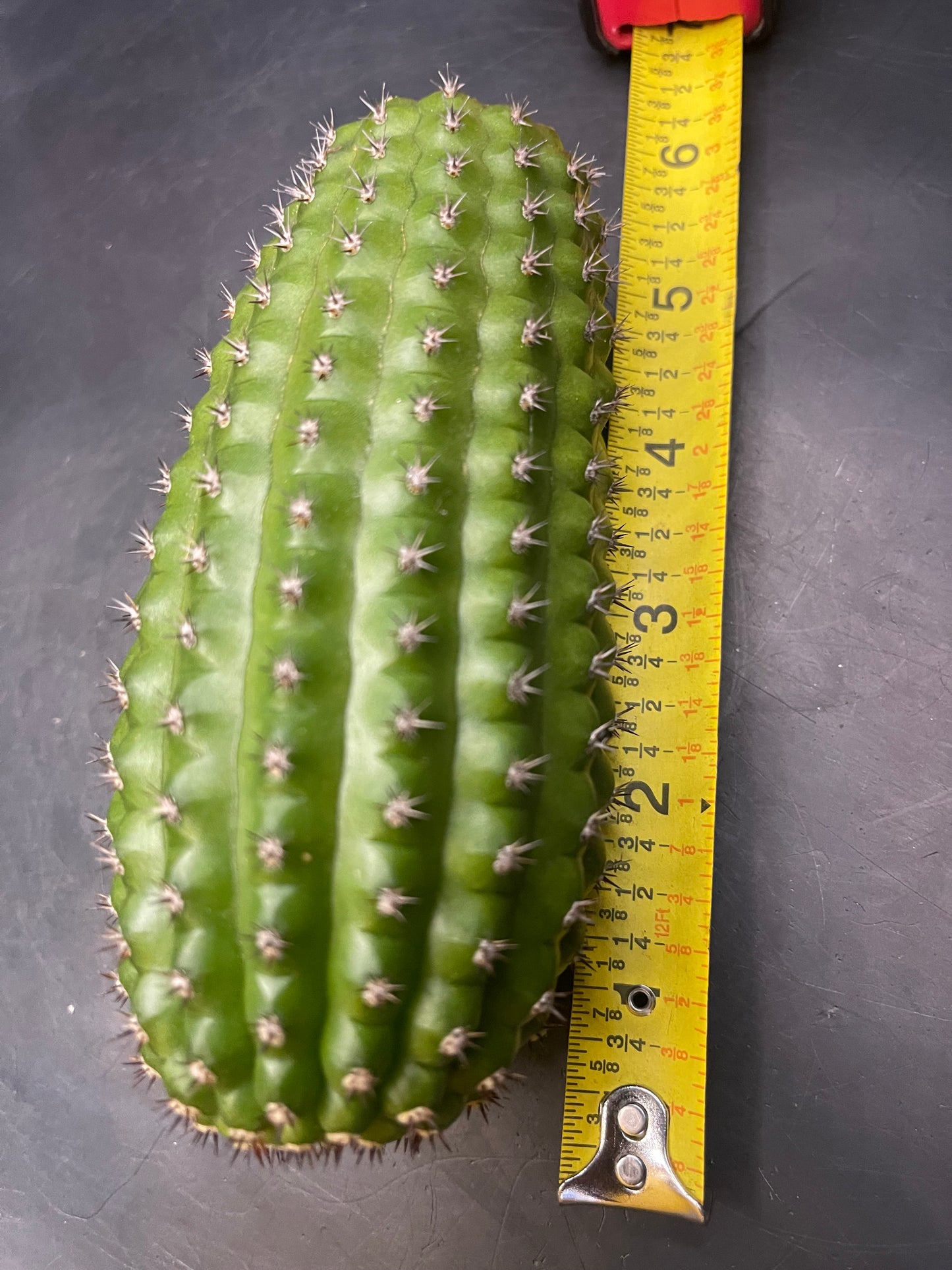 Trichocereus brevispinulosus