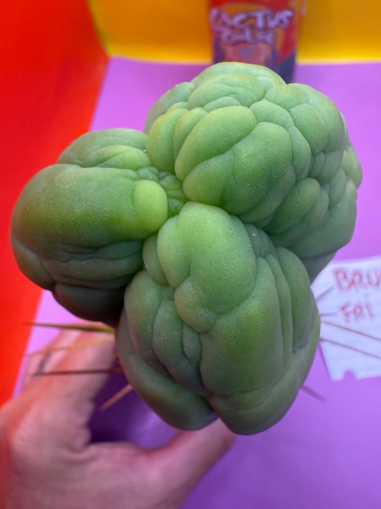 Bruce’s Dragon - almost 3” thick !